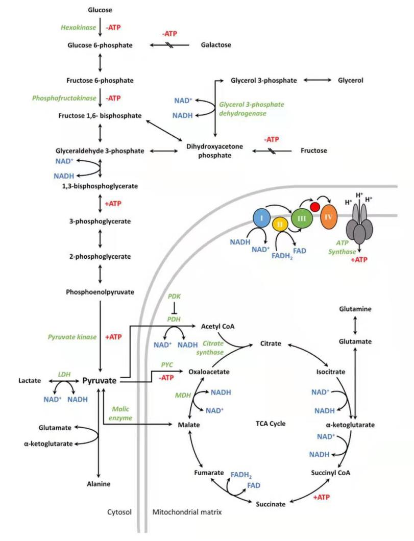 CHO 细胞乳酸累积解决方案：从机制到 HyClone 无糖补料