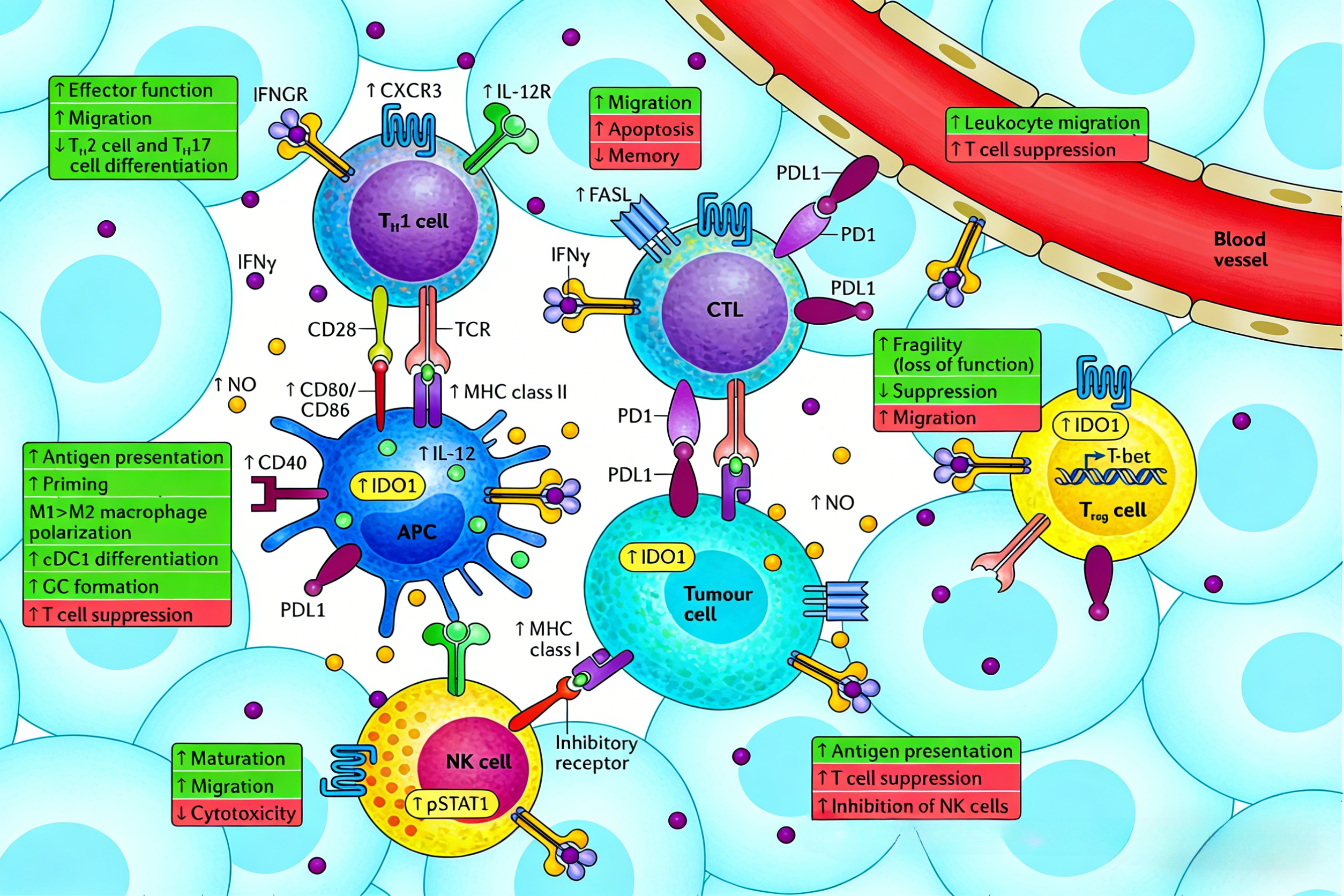 干扰素-γ在肿瘤微环境中双重作用的细胞特异性机制