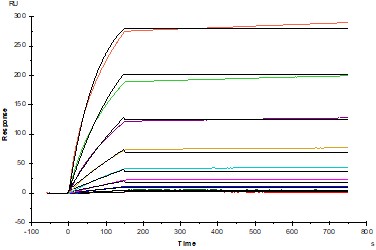 STARTER 功能性抗体：从免疫研究到肿瘤治疗，斯达特如何赋能科研？