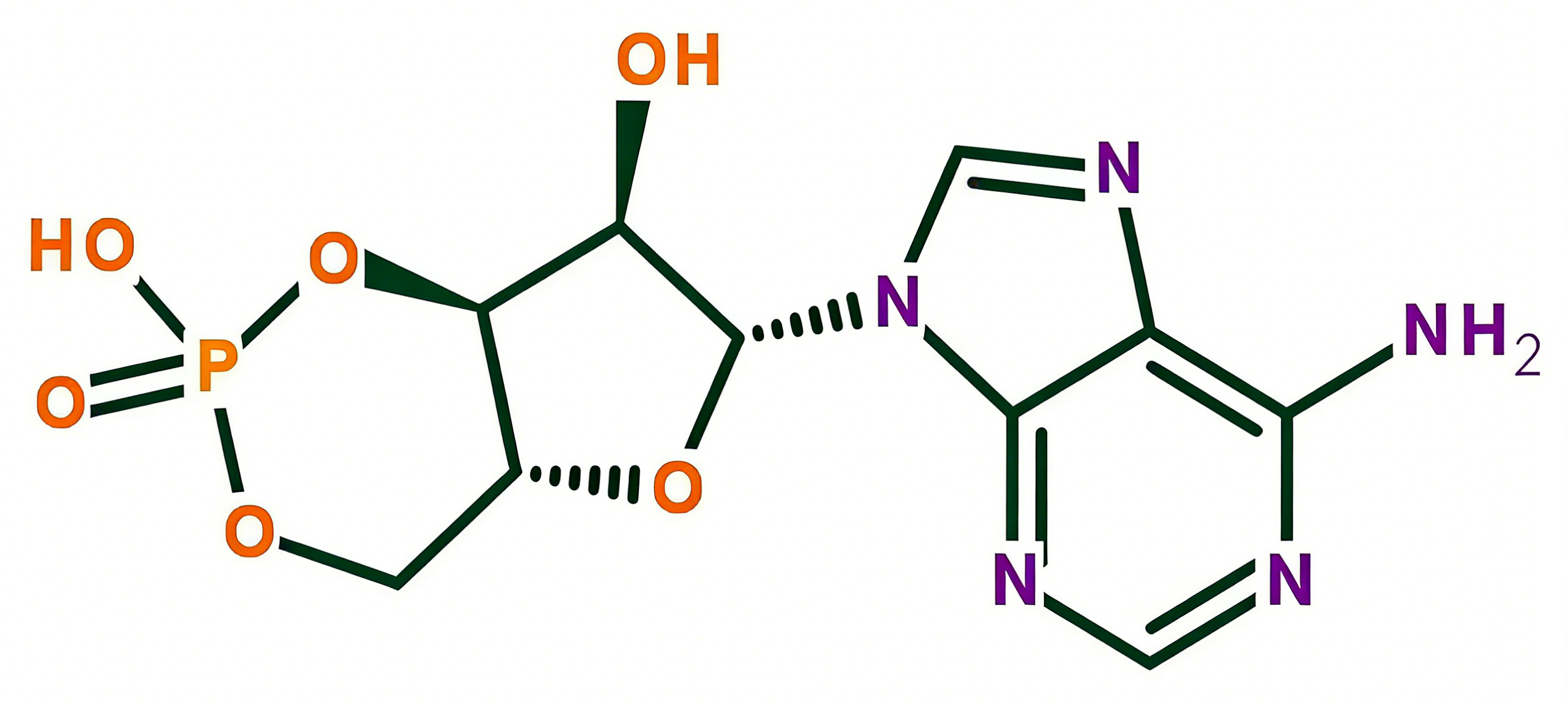 环磷酸腺苷(cAMP)的生物学功能与研究价值