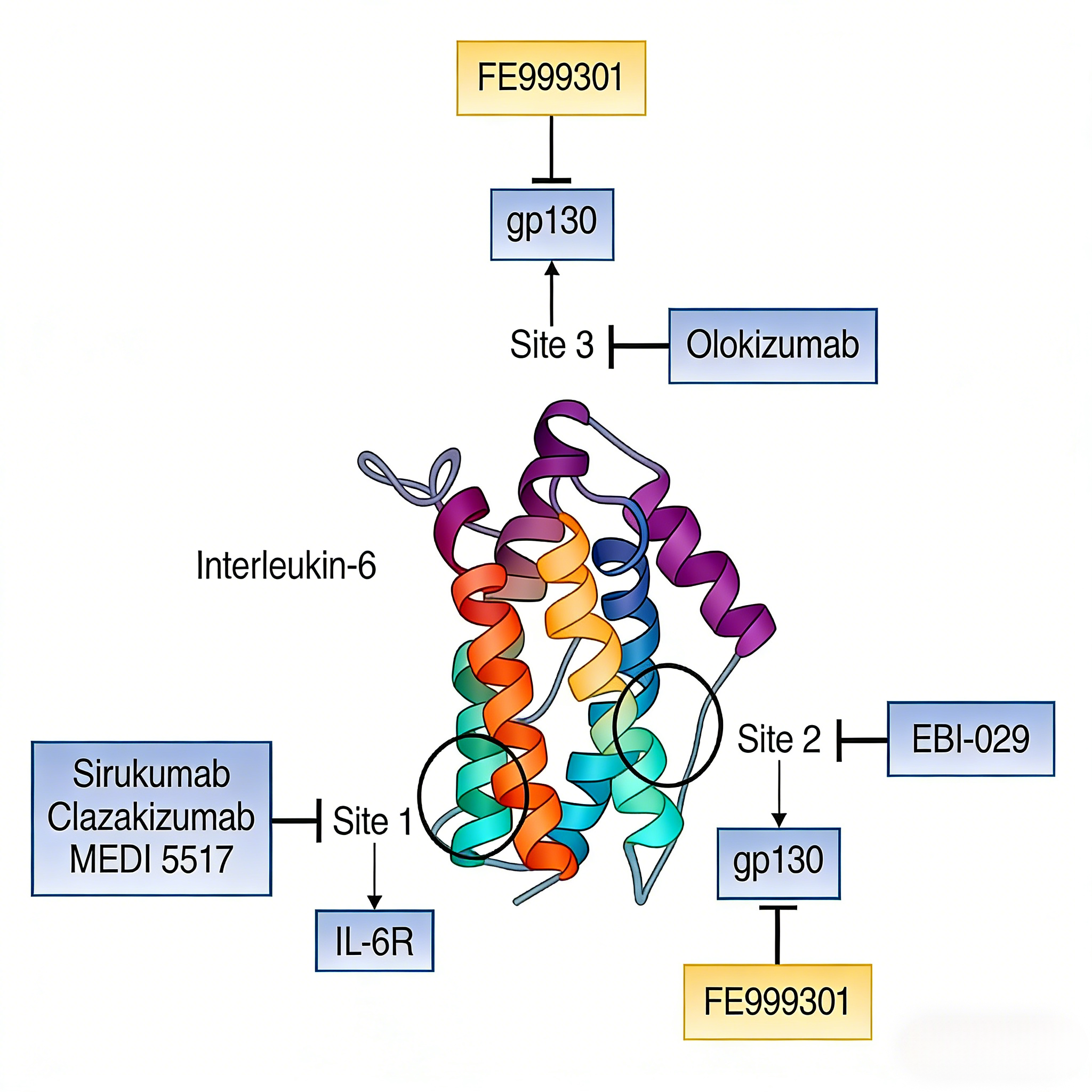 海马CA1神经元IL-6反式信号介导围术期神经认知障碍的机制研究