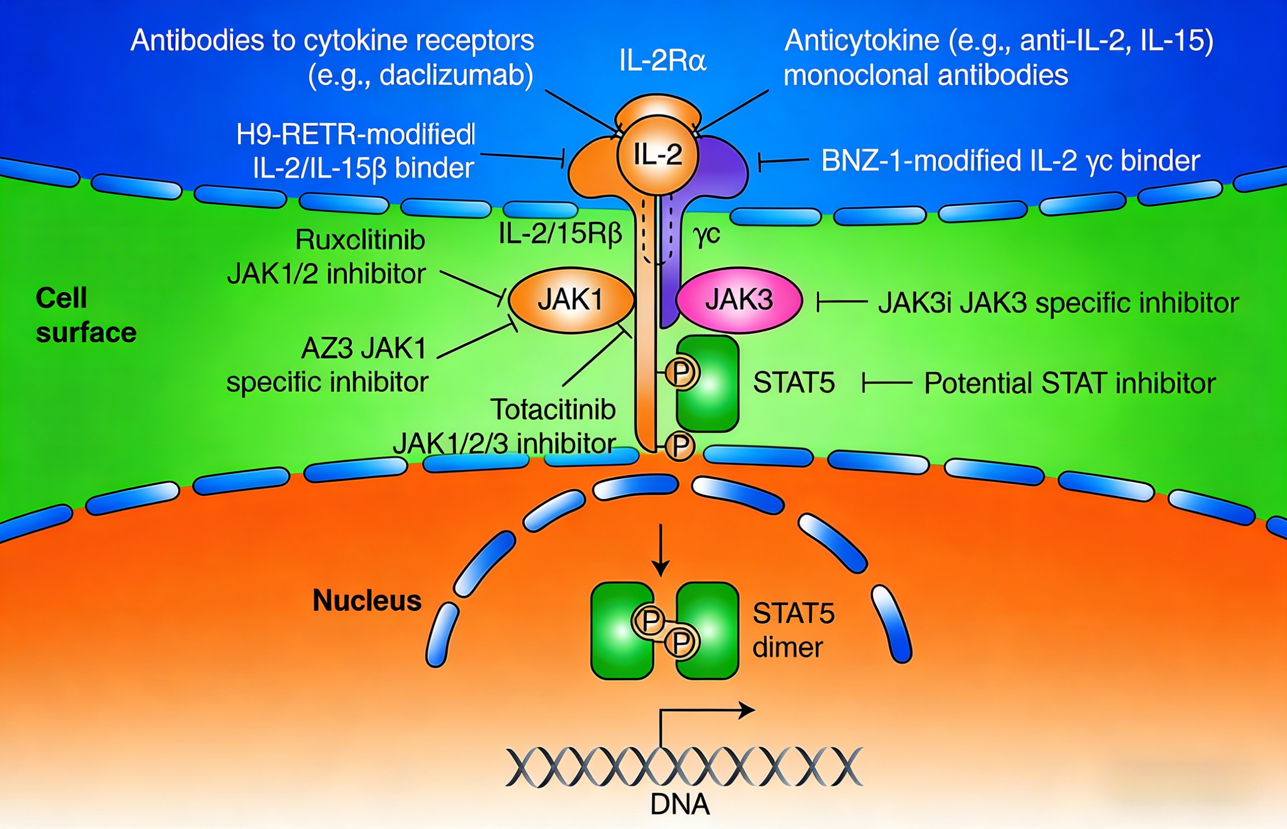 低剂量白介素-2治疗慢性自发性荨麻疹的临床研究进展