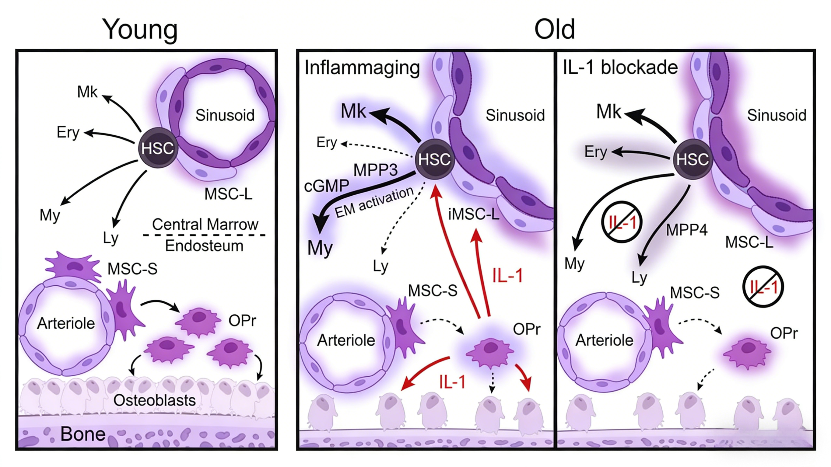 IL-1β的生物学特征及其在炎症调控中的作用机制