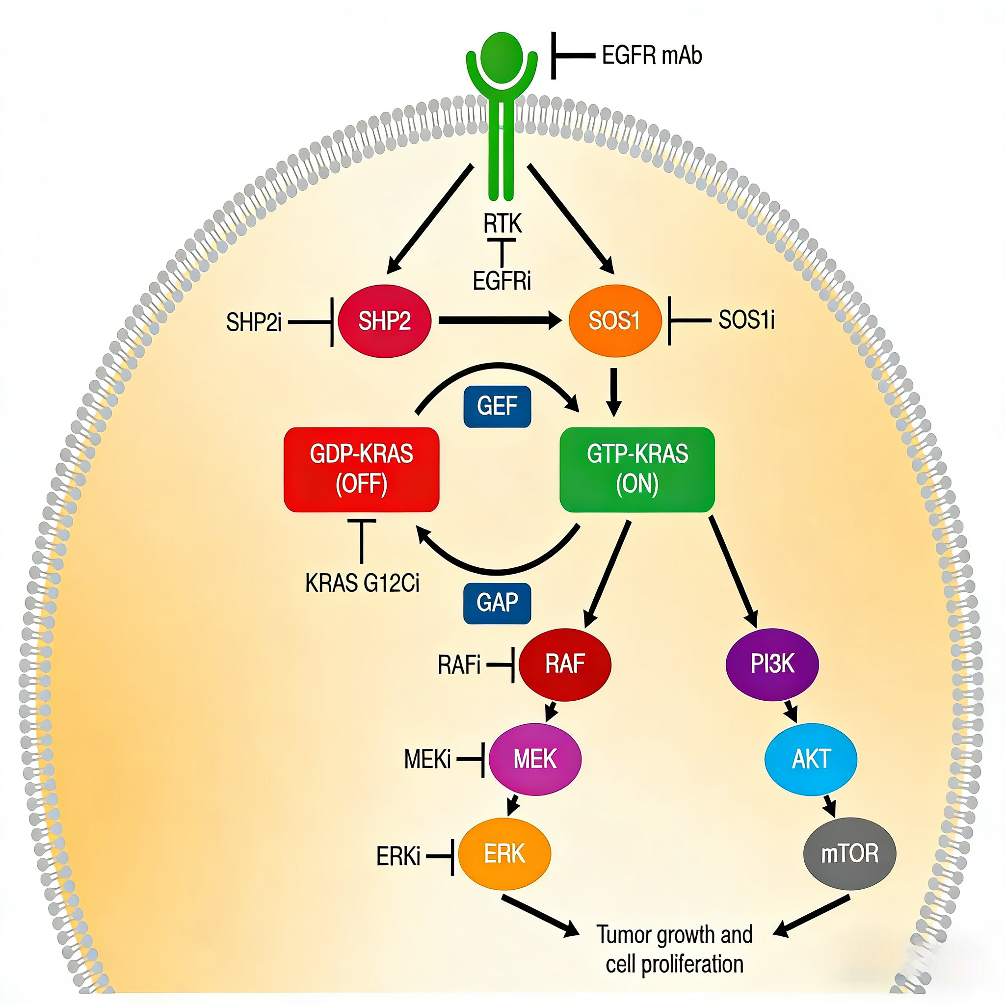 KRAS G12D靶点的研究进展与临床意义