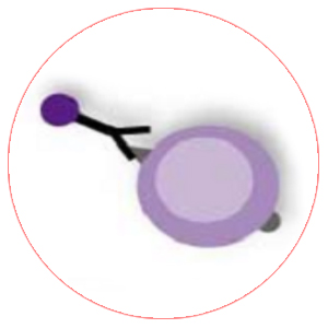 MACS 磁珠分选科普：MACS 磁珠是什么、分类