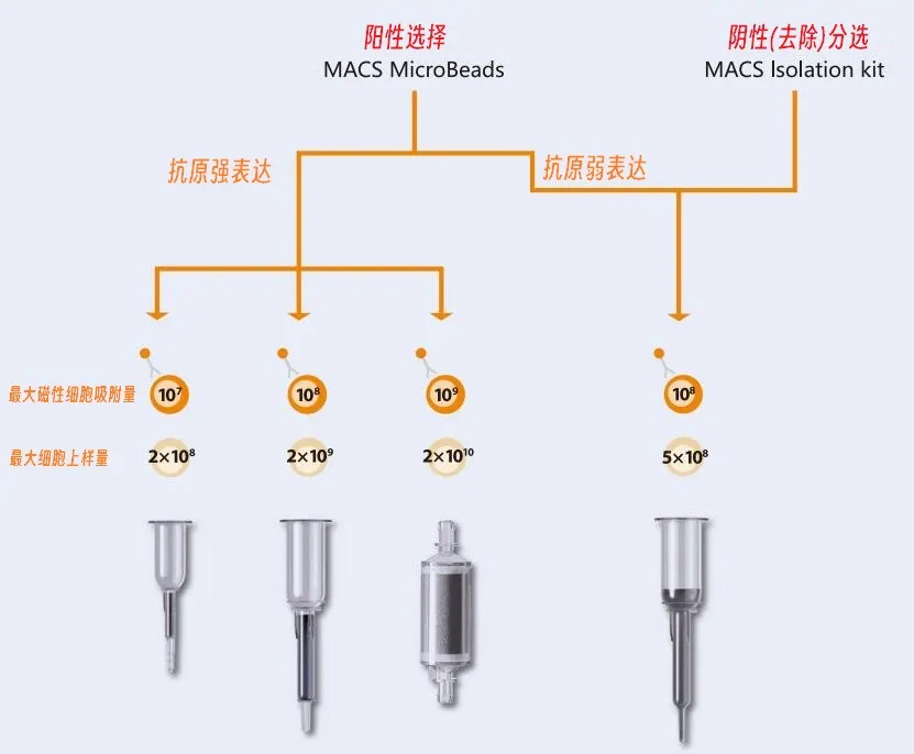 MACS 分选柱（MACS Column）优势与选型全攻略