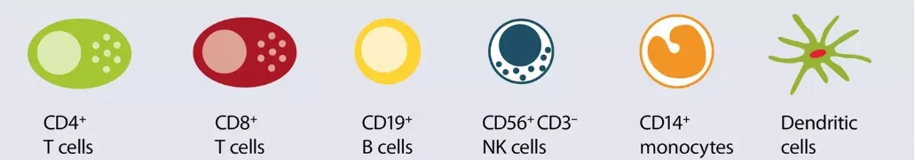 PBMC 制备全攻略：原理、流程