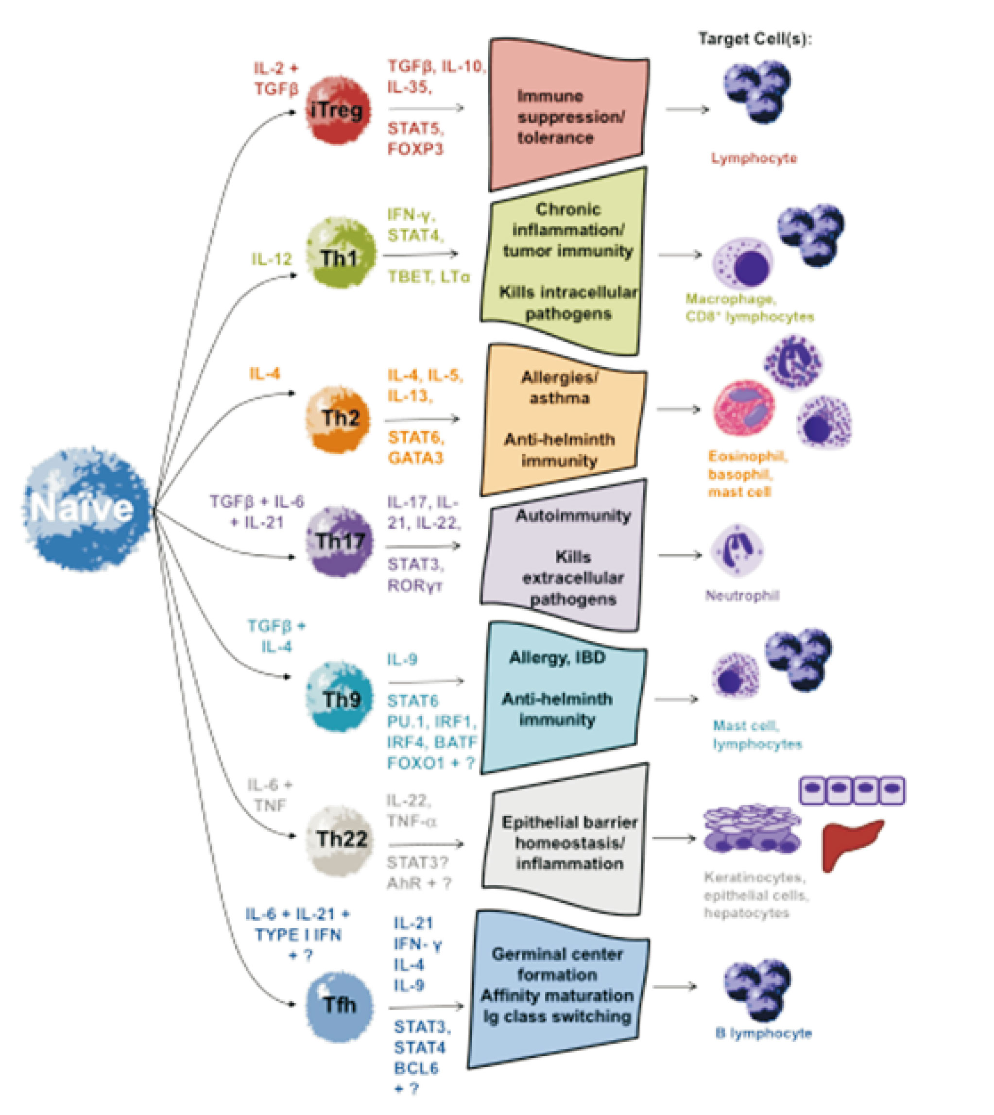 T 细胞分选科普：T 细胞分类、分选意义
