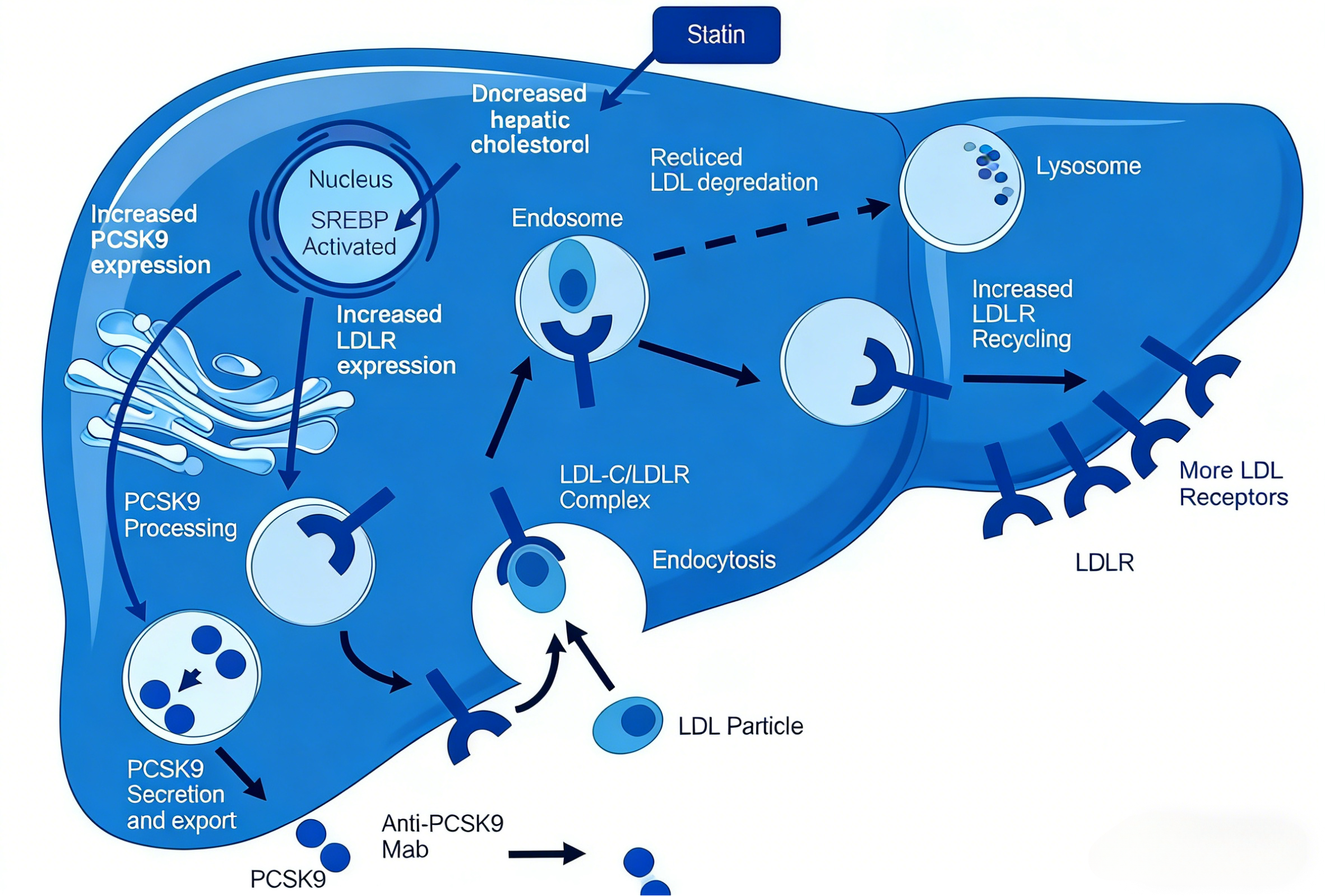 PCSK9抑制剂在缺血性卒中防治中的研究进展