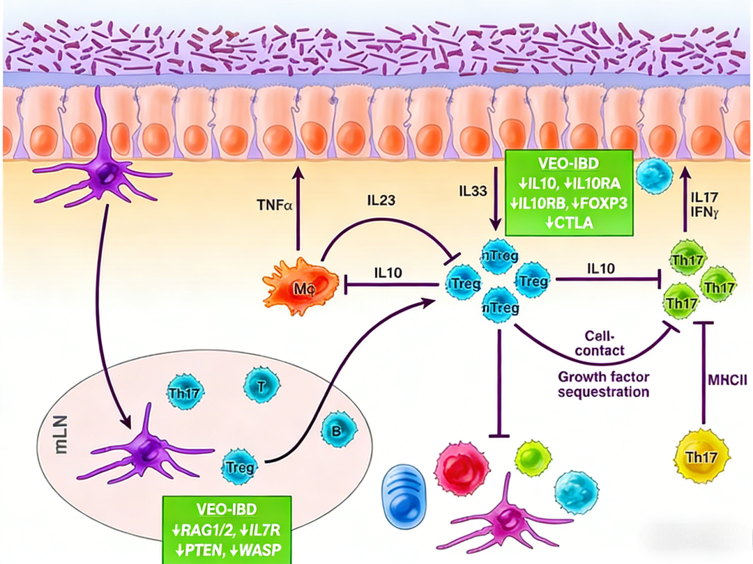 KRAS Q61H与cRAF结合检测试剂盒的技术解析