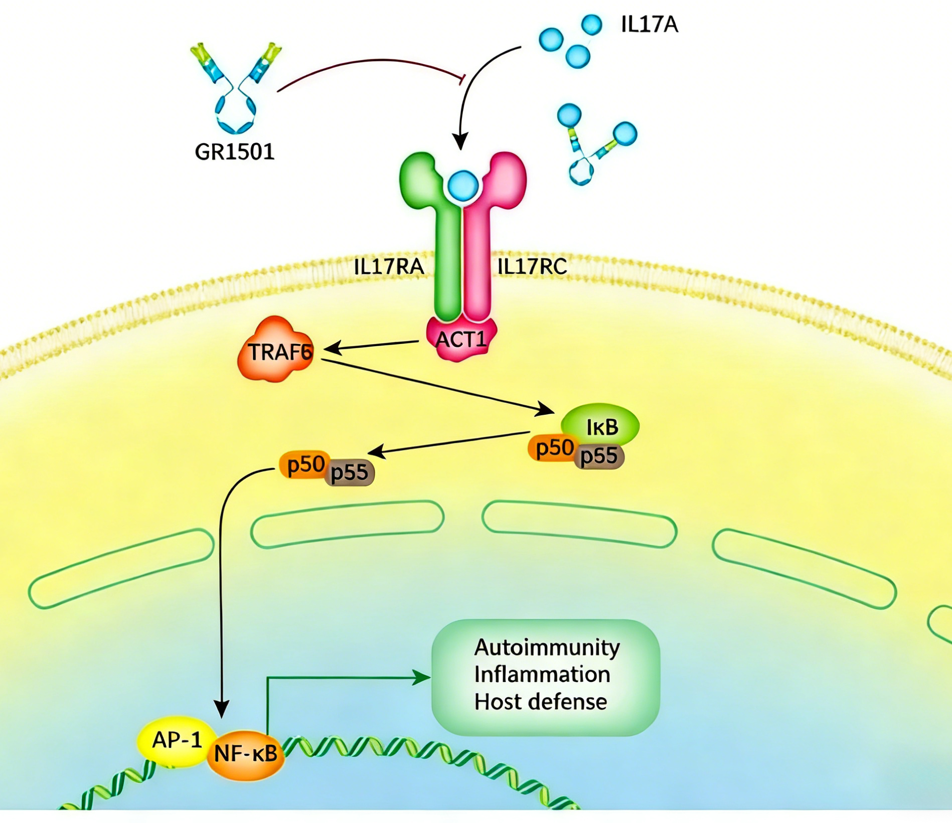 胰腺癌KRAS野生型肿瘤的分子特征及其临床意义