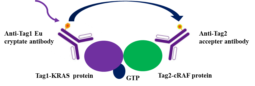 结直肠癌KRAS G13D与Q61H共突变一例报道及机制探讨