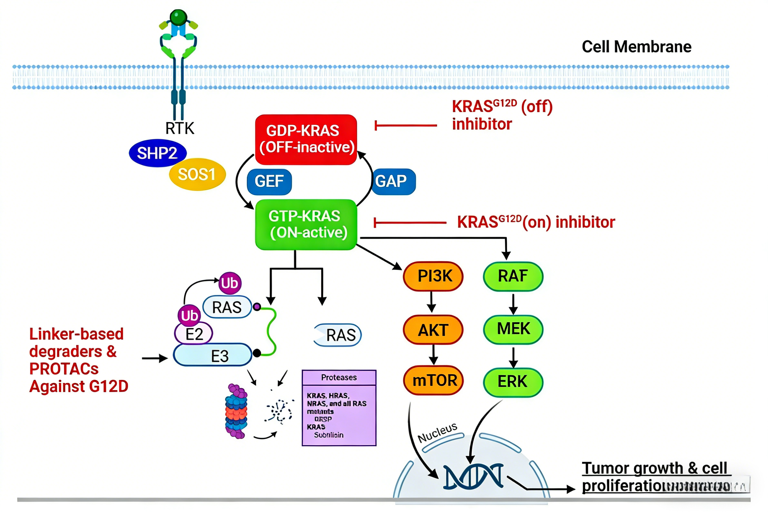 直接靶向KRAS G12D抑制剂的研究进展