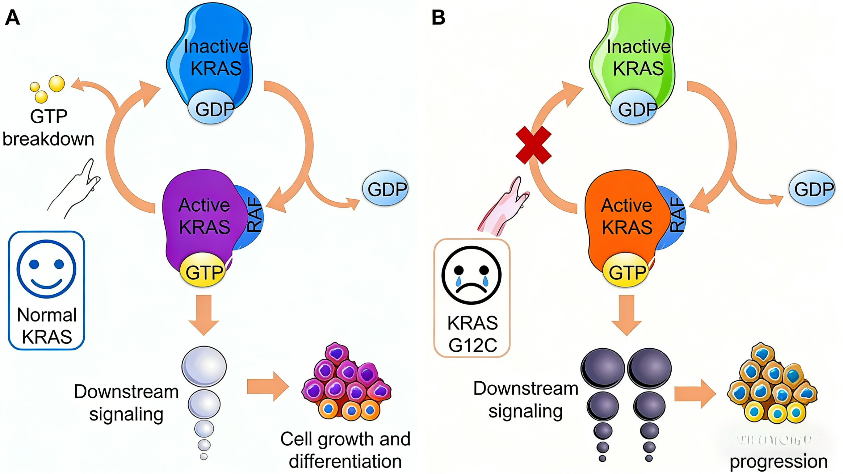 KRAS G13D突变结直肠癌对西妥昔单抗敏感性的分子机制