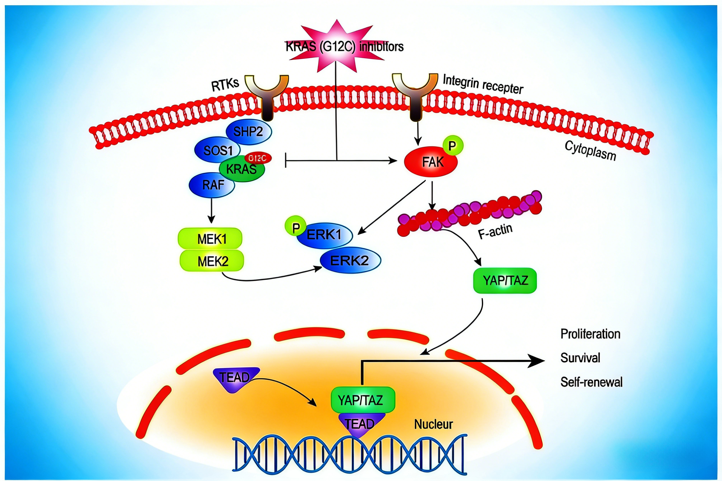 KRAS G12C突变非小细胞肺癌靶向治疗进展与展望