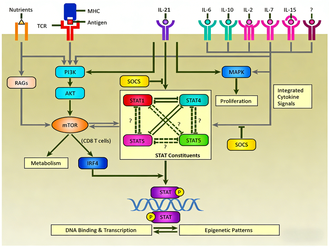 KRAS G12D抑制剂联合免疫治疗在胰腺癌中的应用前景