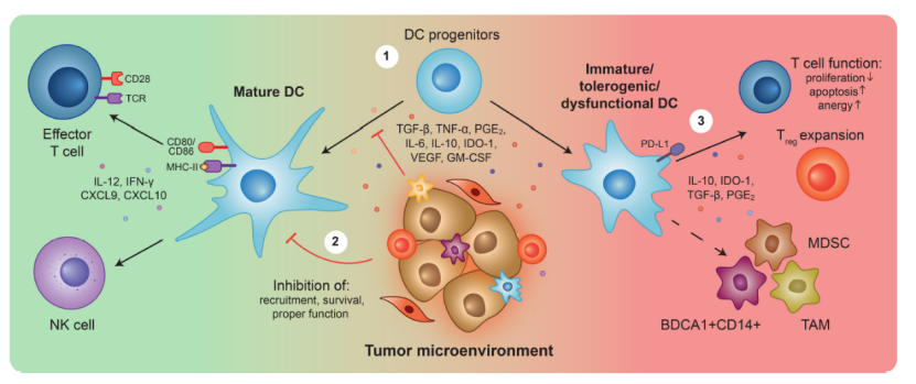 DC 细胞分选：精准获取免疫研究核心工具