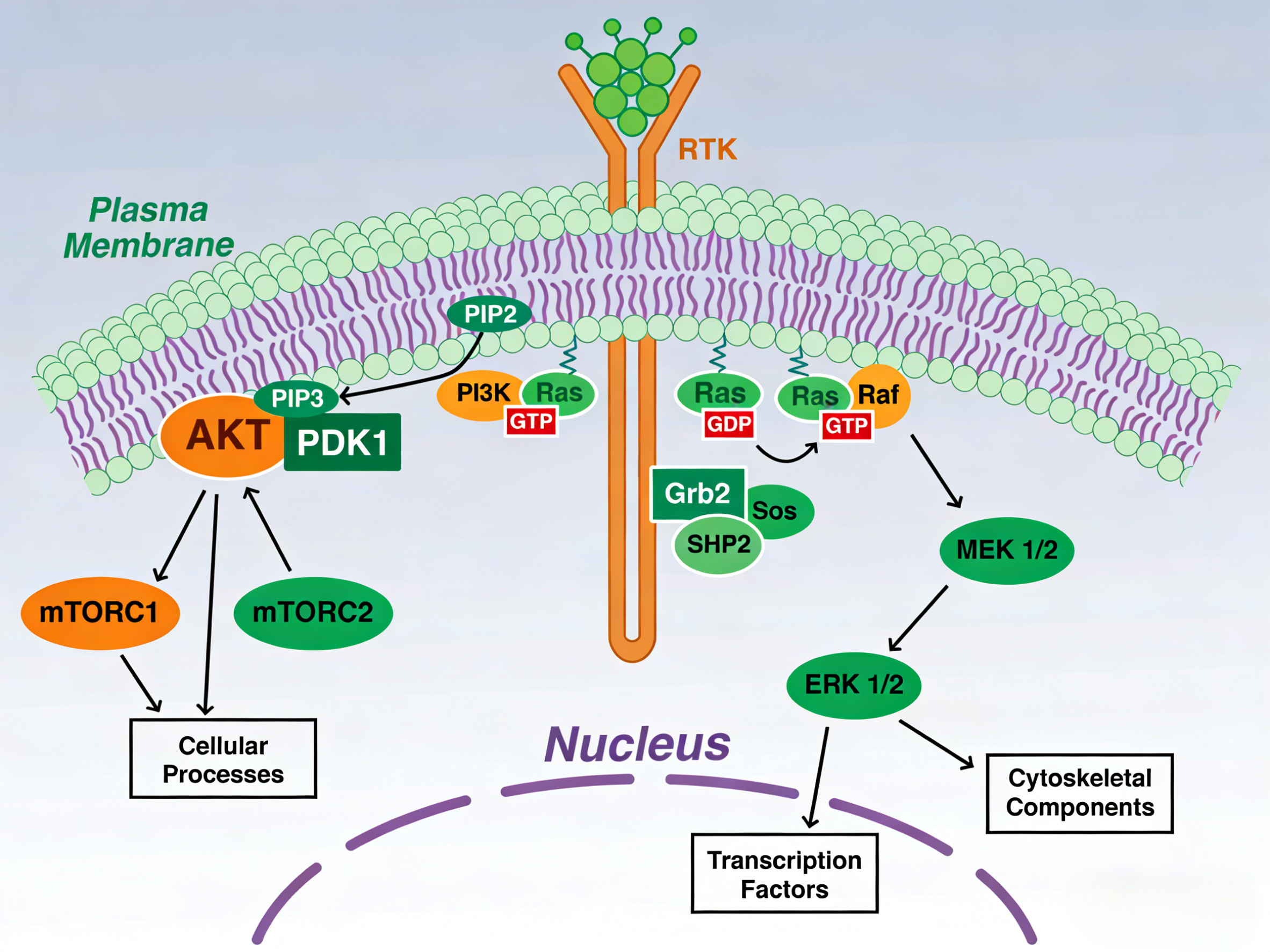 人KRAS G13D & SOS1 Binding 试剂盒在KRAS上游靶点研究中的应用