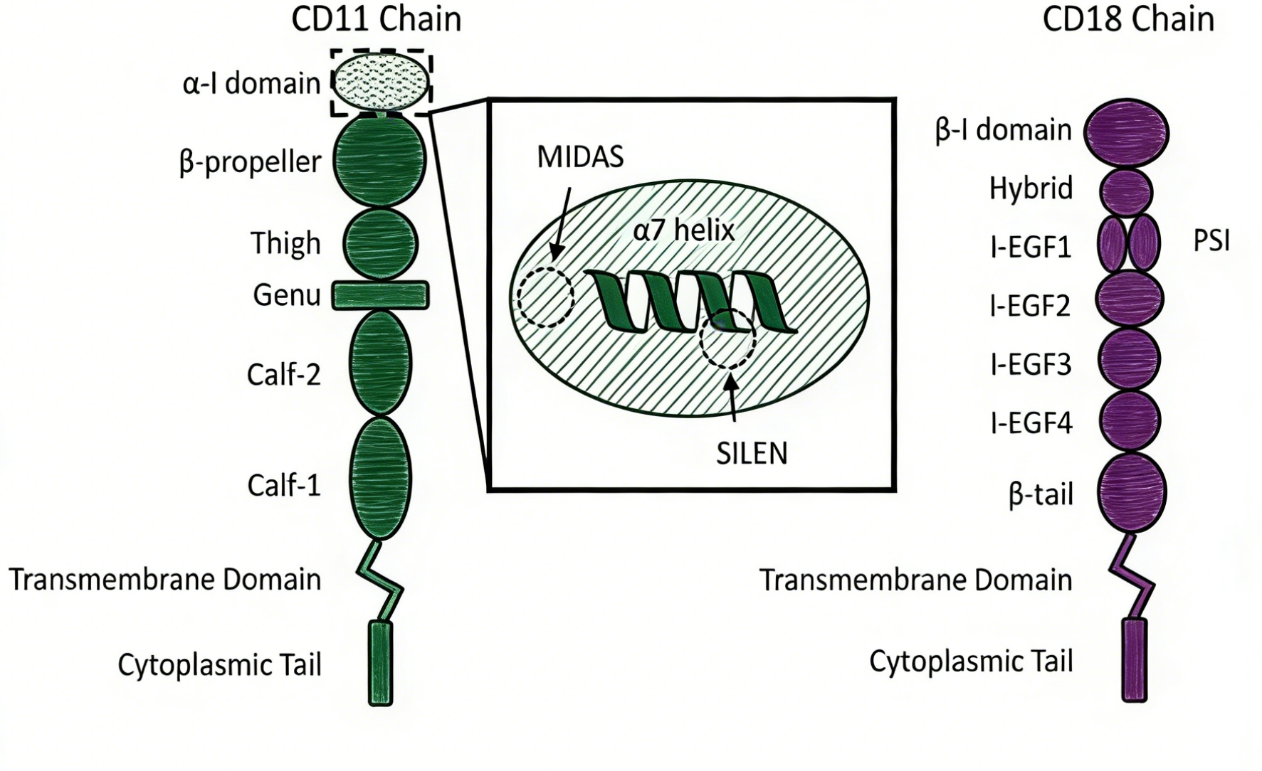 CD11b：小胶质细胞研究的关键标志物