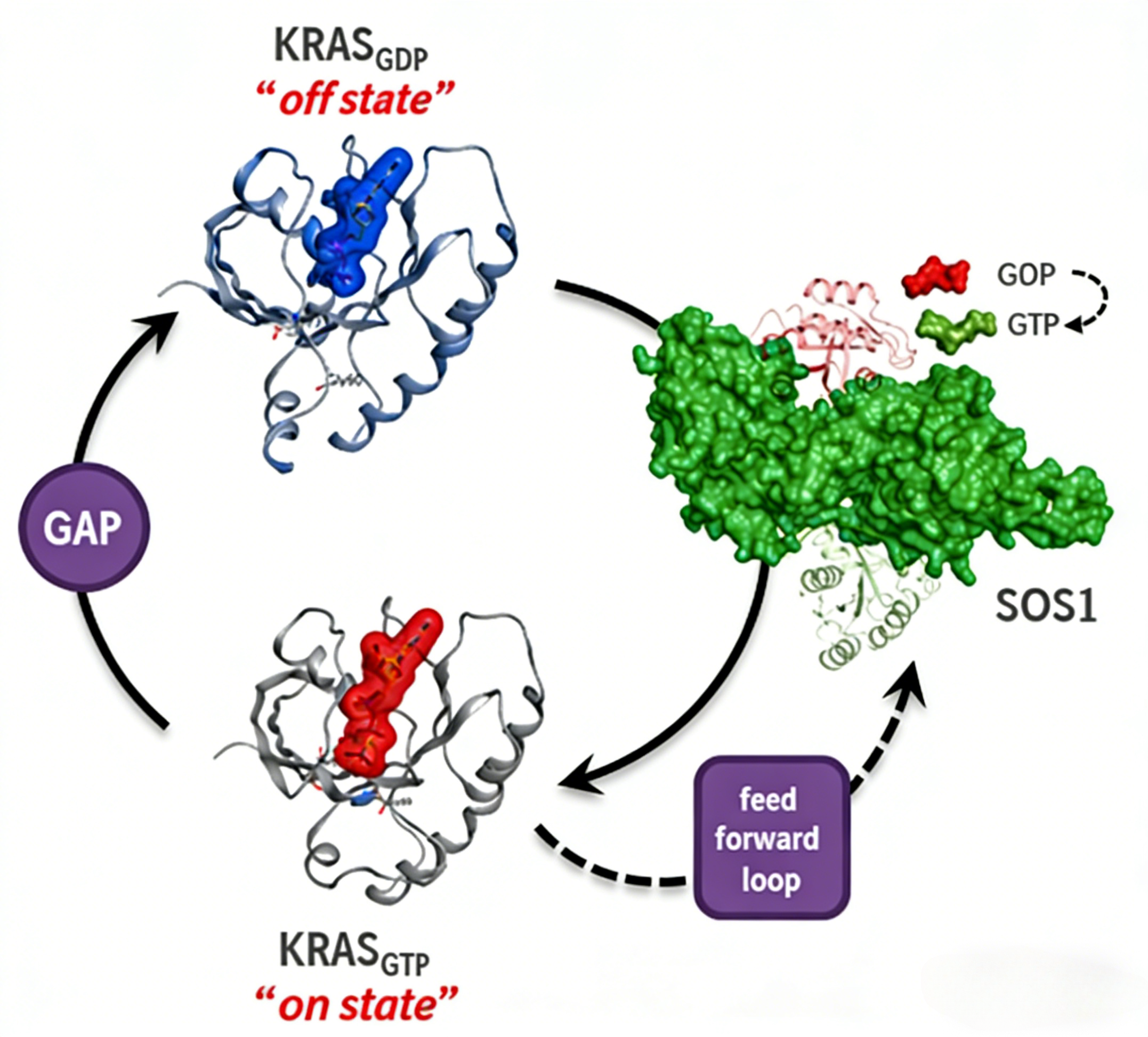人KRAS G12D & SOS1 Binding 试剂盒在广谱KRAS靶向治疗研究中的应用