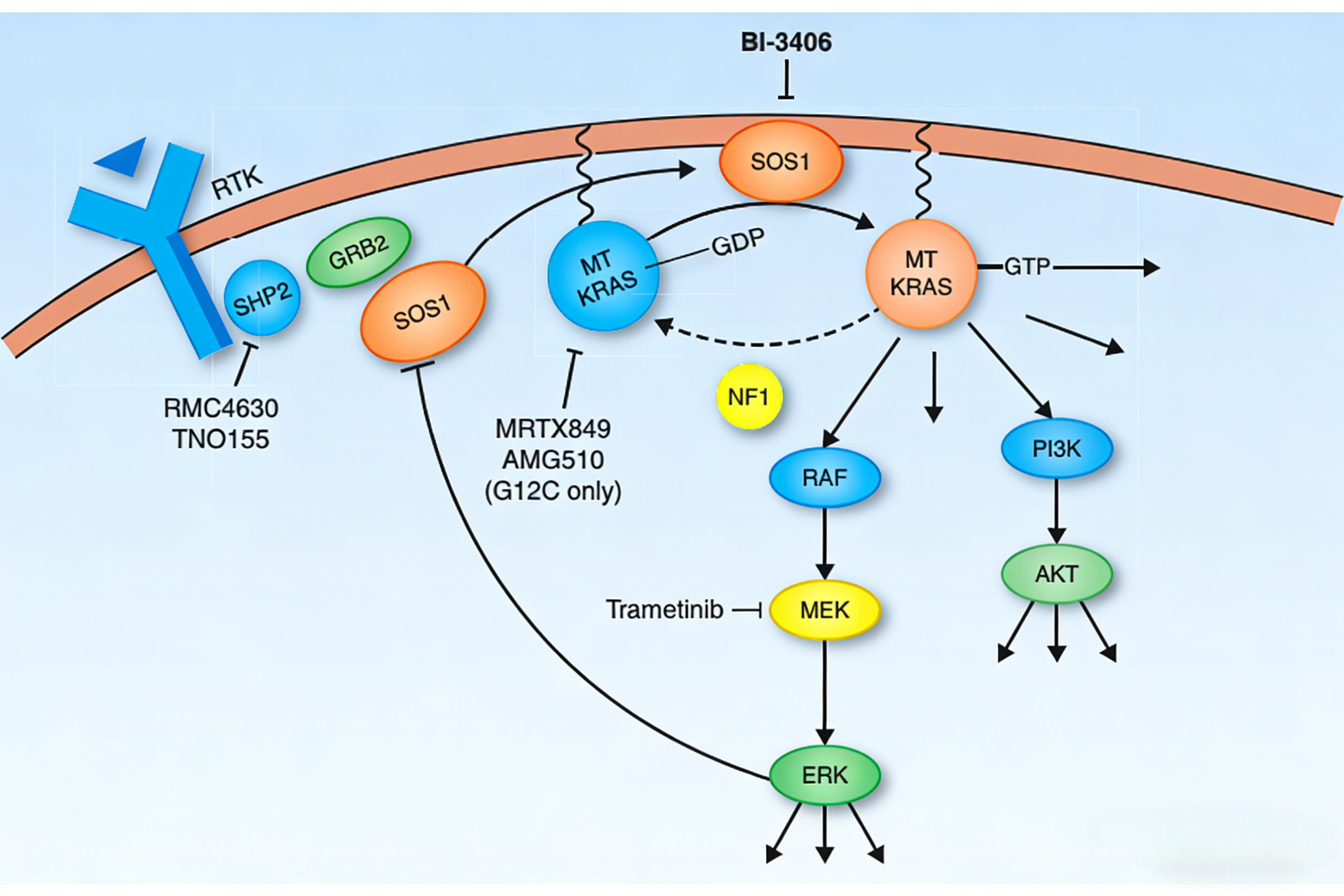 人KRAS G12V & SOS1 Binding 试剂盒在T细胞识别机制研究中的应用