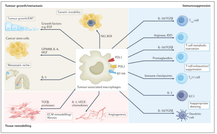 巨噬细胞分选：解锁免疫研究的精准工具