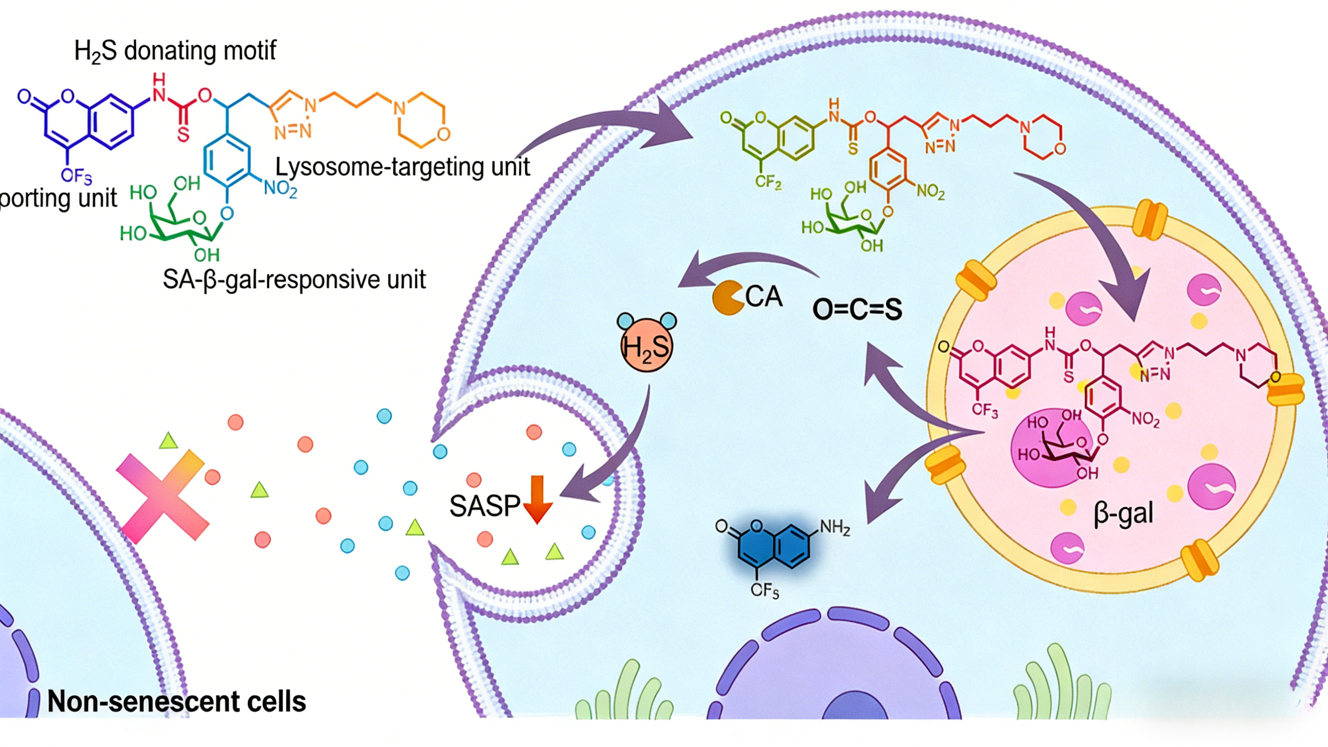 人KRAS G12C & SOS1 Binding试剂盒在KRAS靶向治疗研究中的应用