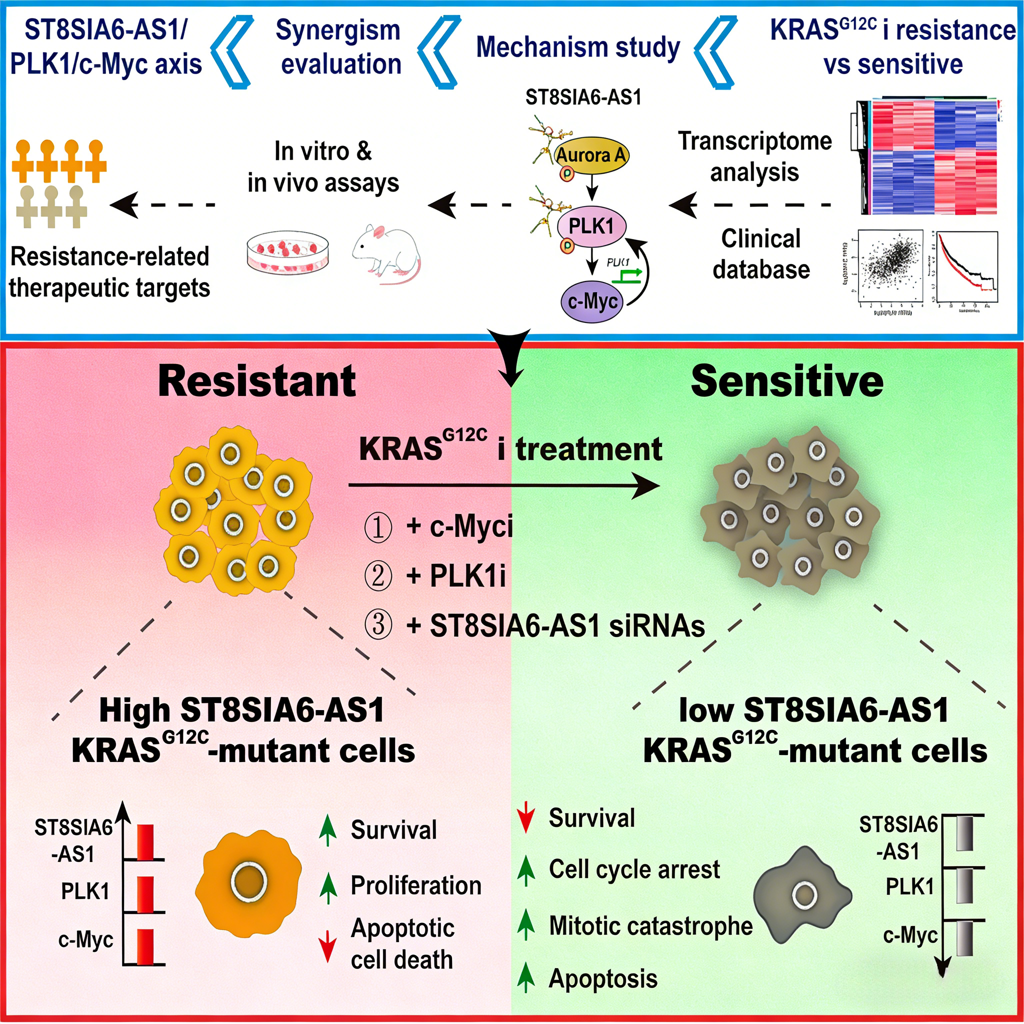 人KRAS G12C & VCB Binding 试剂盒在KRAS G12C抑制剂耐药机制研究中的应用