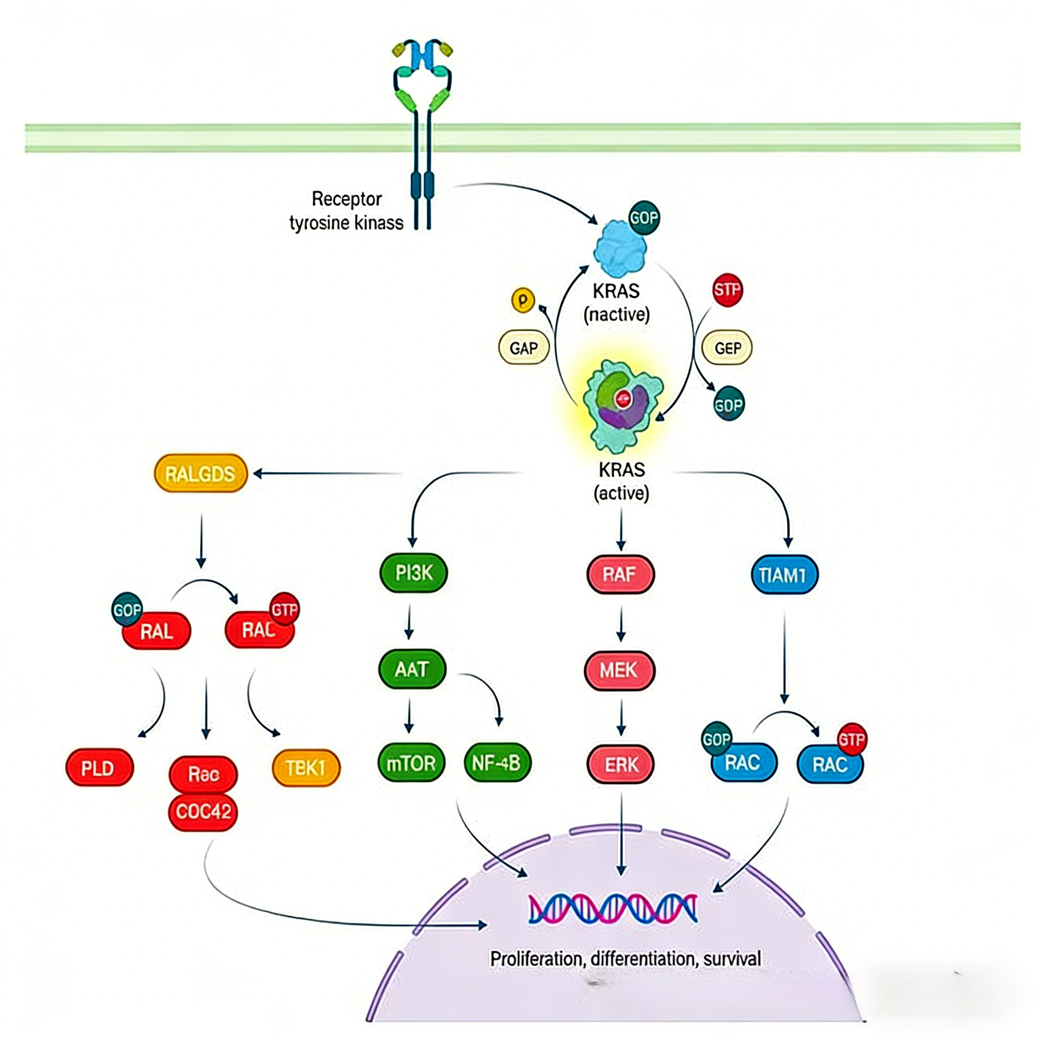 KRAS G12D抑制剂耐药机制与联合治疗策略研究进展