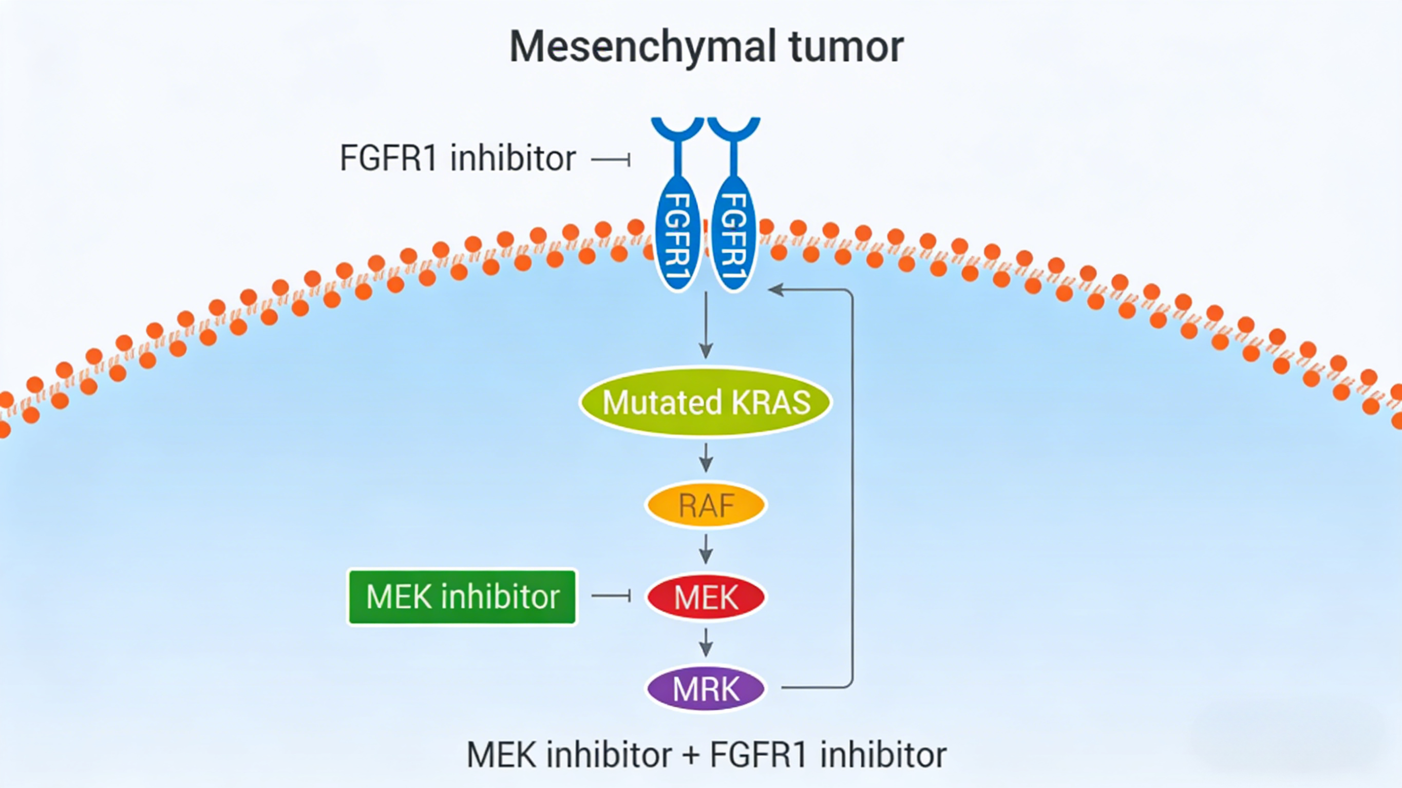 人KRAS G12V & VCB Binding 试剂盒在KRAS突变肺癌研究中的应用