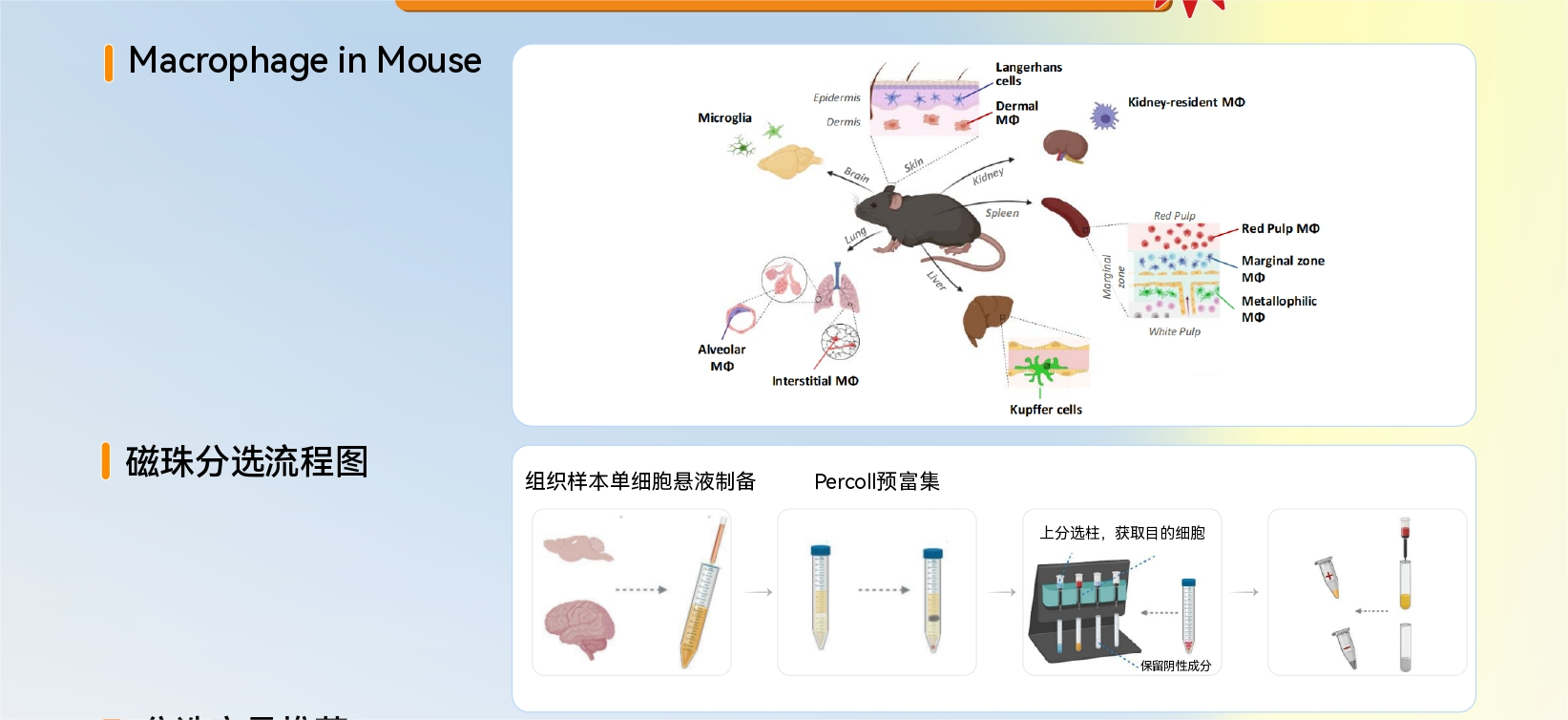 一文读懂 F4/80 分选磁珠：巨噬细胞分选的实用小工具