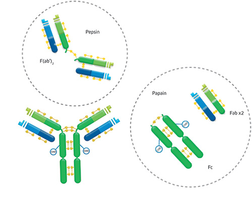 什么是抗体？一文读懂抗体基础知识