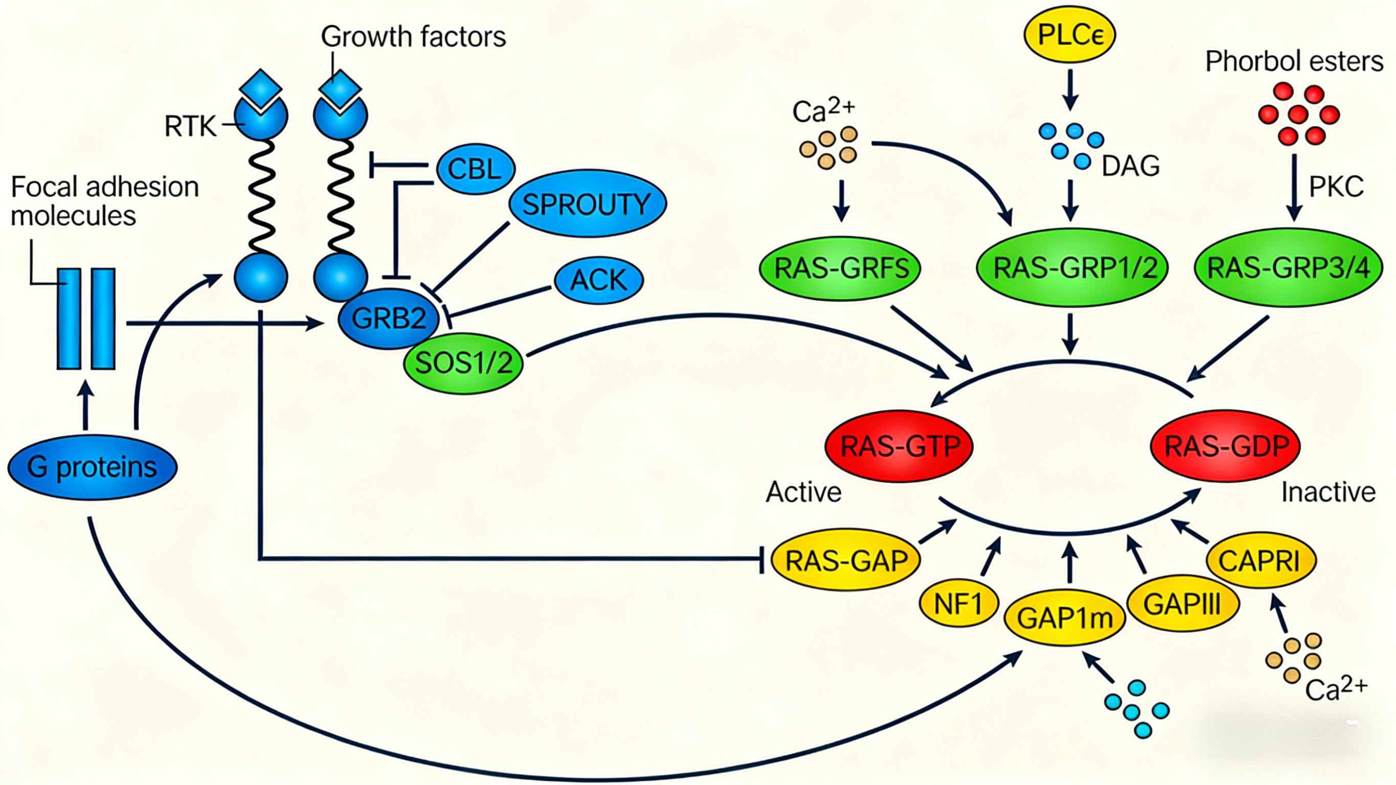 KRAS G12V & VCB结合试剂盒在靶向治疗中的应用