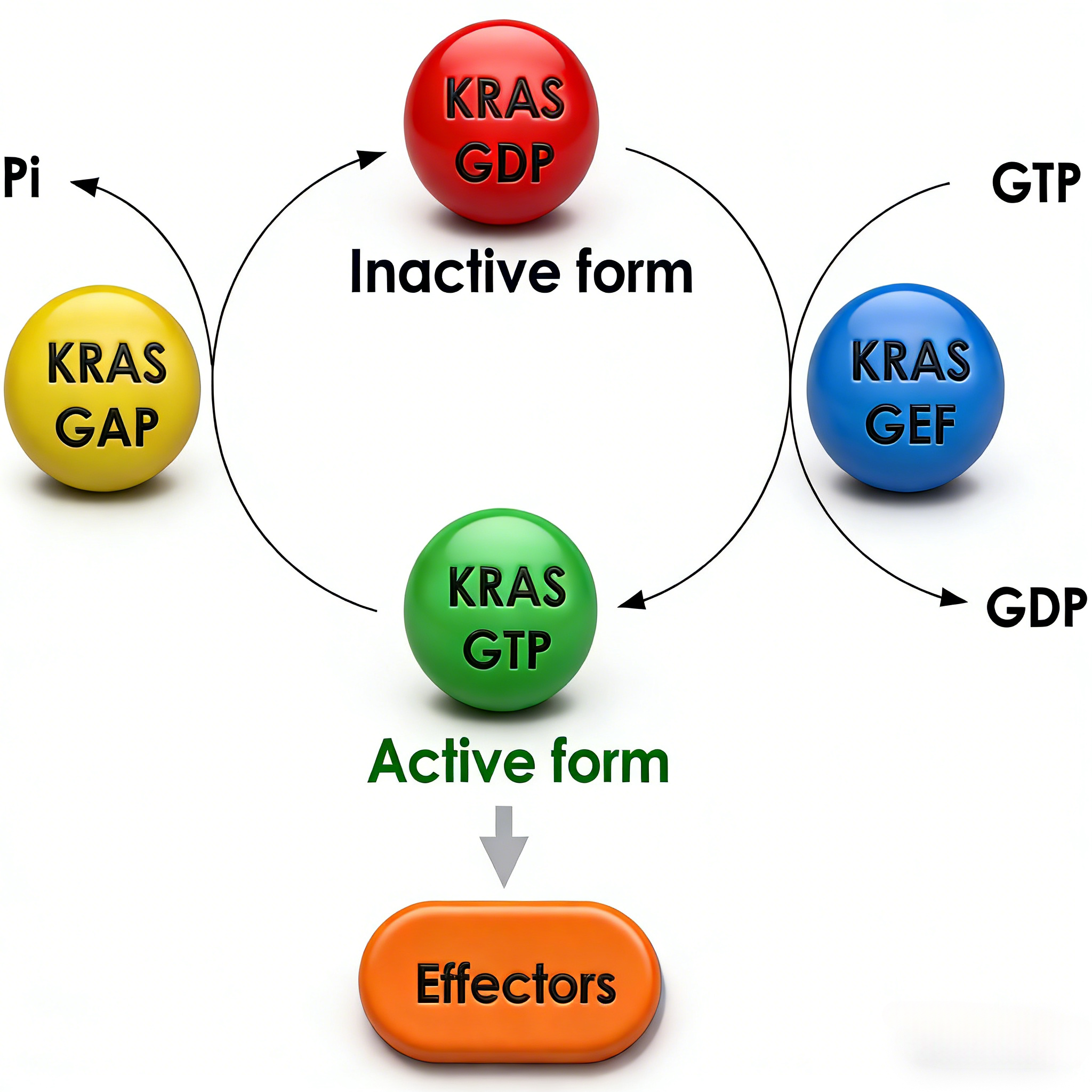 KRAS G12C靶向治疗与VCB结合试剂盒应用