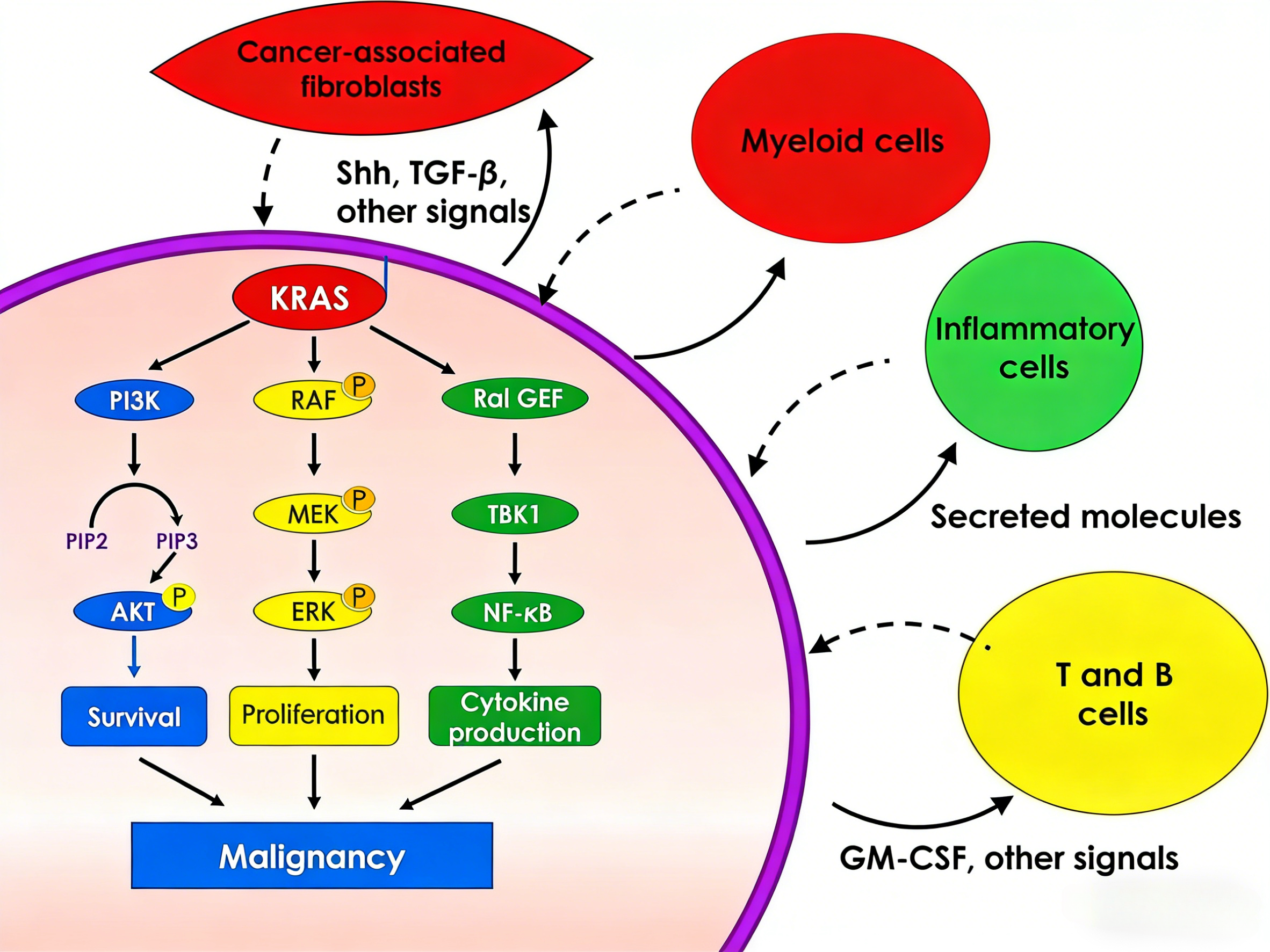 KRAS靶点研究进展与治疗突破