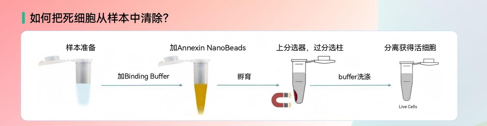 磁珠分选技术：从原理到应用，解锁死细胞去除的高效方案