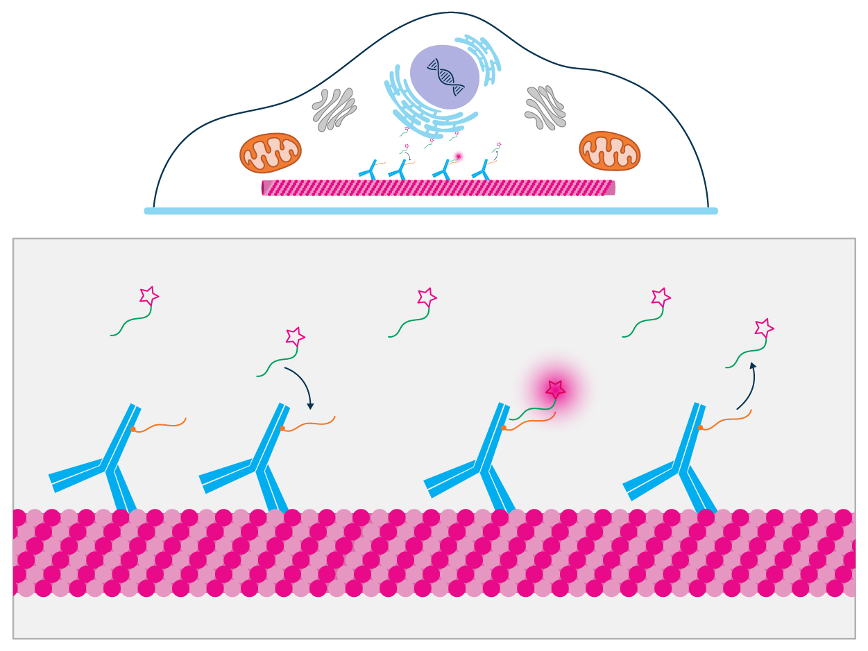 超分辨成像新突破：荧光 DNA-PAINT 革新来袭，Jackson 抗体赋能纳米观测