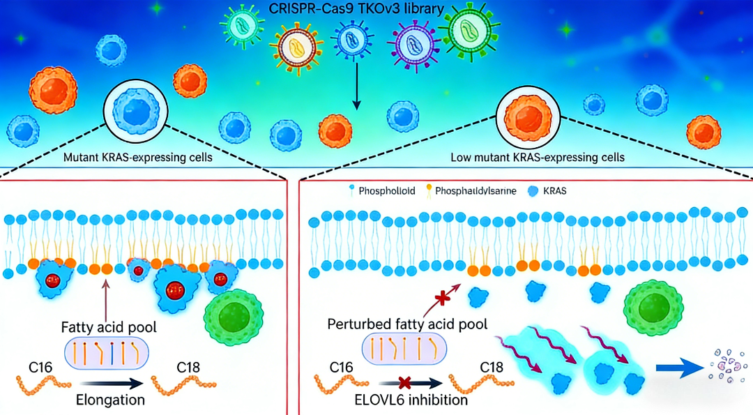 MBP (68-86) 在神经系统疾病中的临床意义