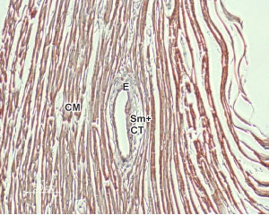 NCX 钠钙交换体：细胞钙稳态核心调控蛋白与研究工具