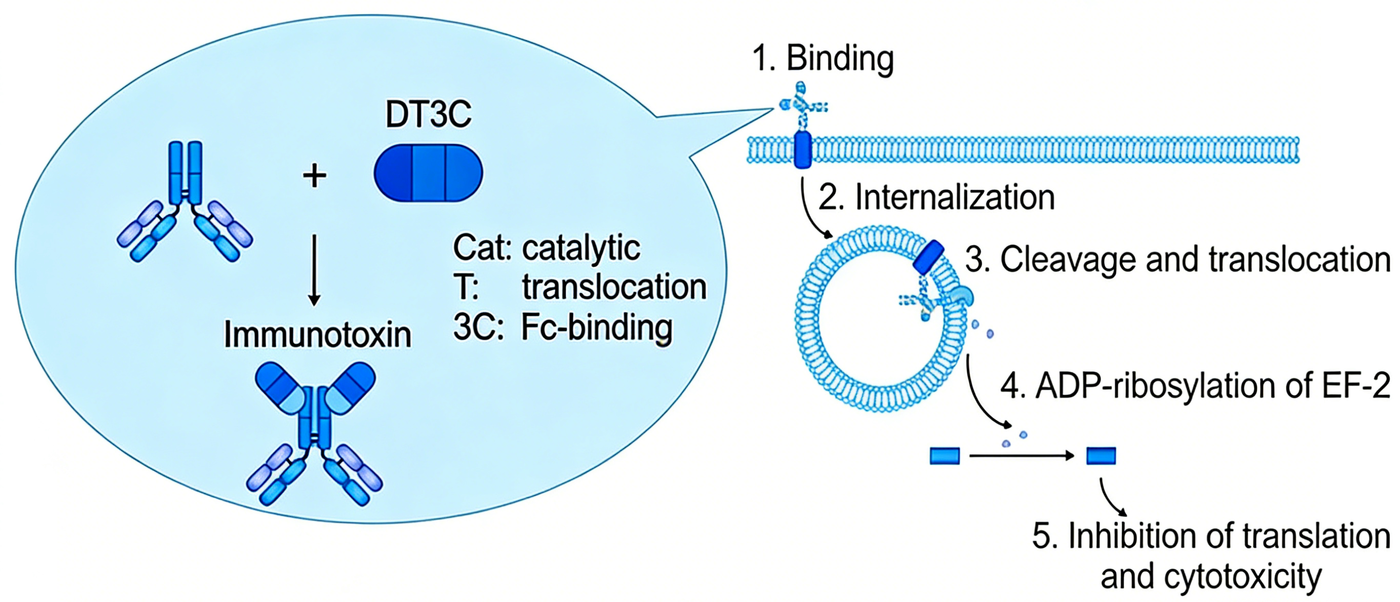 DT3C蛋白在ADC抗体内化检测中的应用