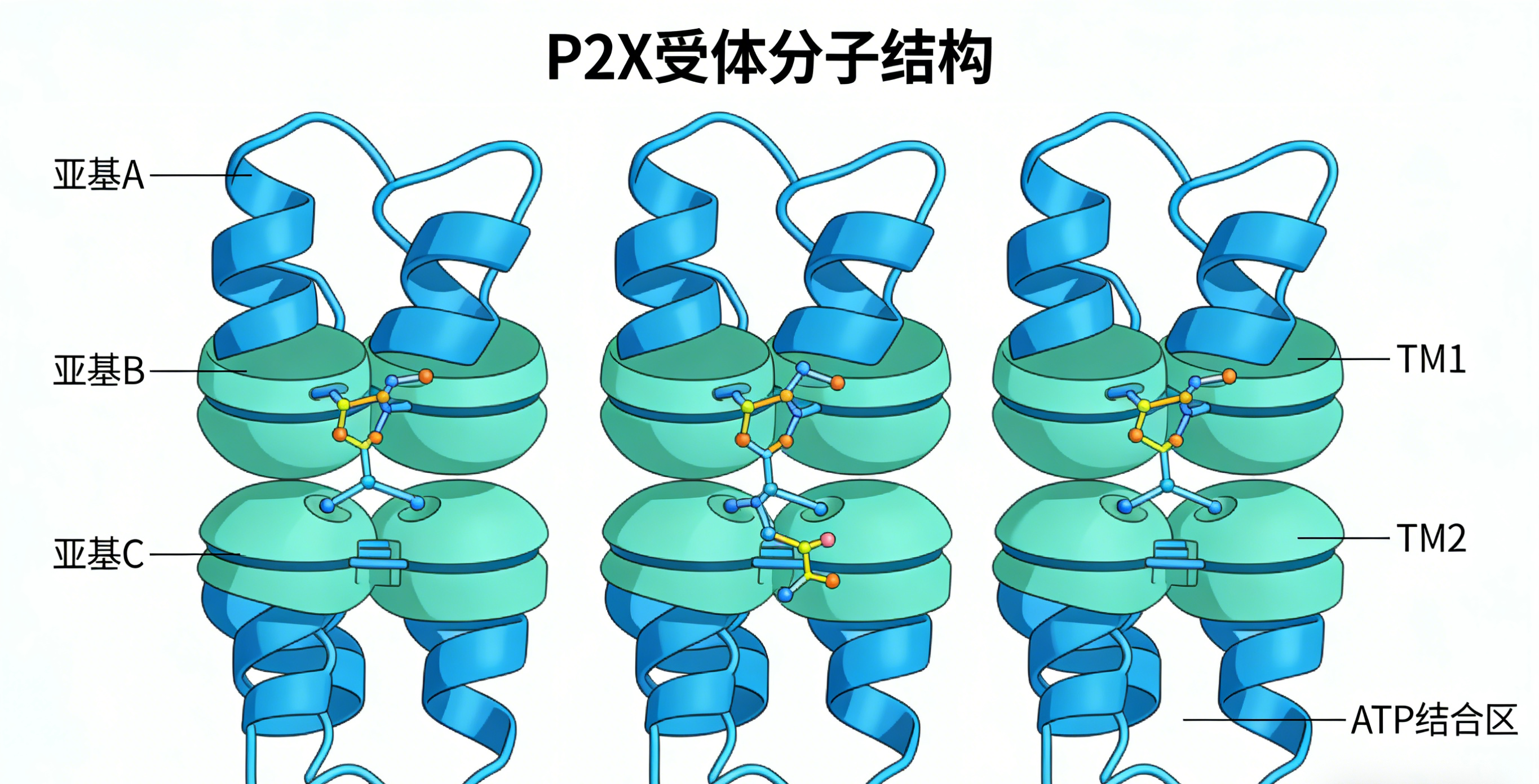 P2X 受体：ATP 门控离子通道研究核心工具