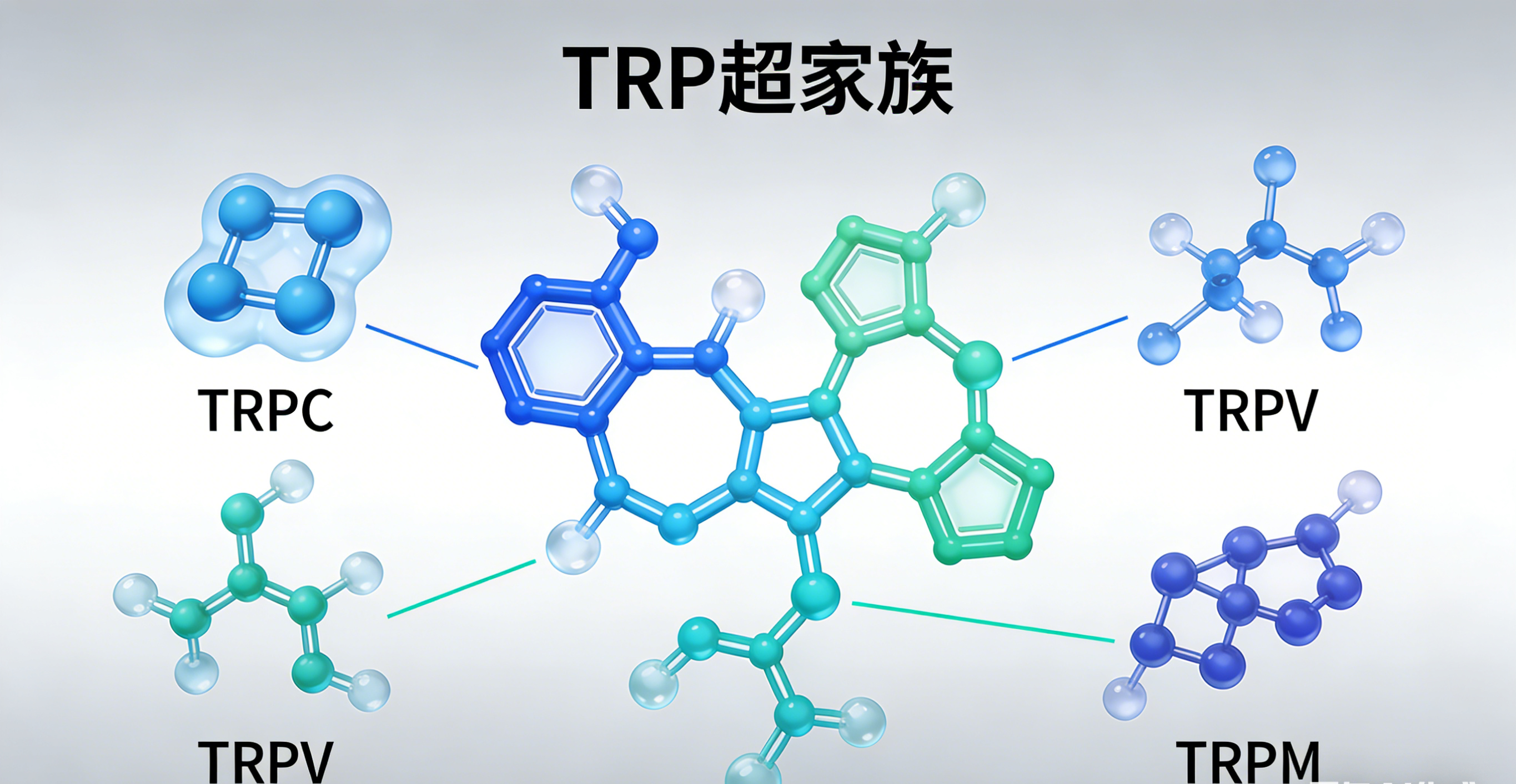 瞬态受体电位（TRP）离子通道：感觉与钙稳态的分子基础