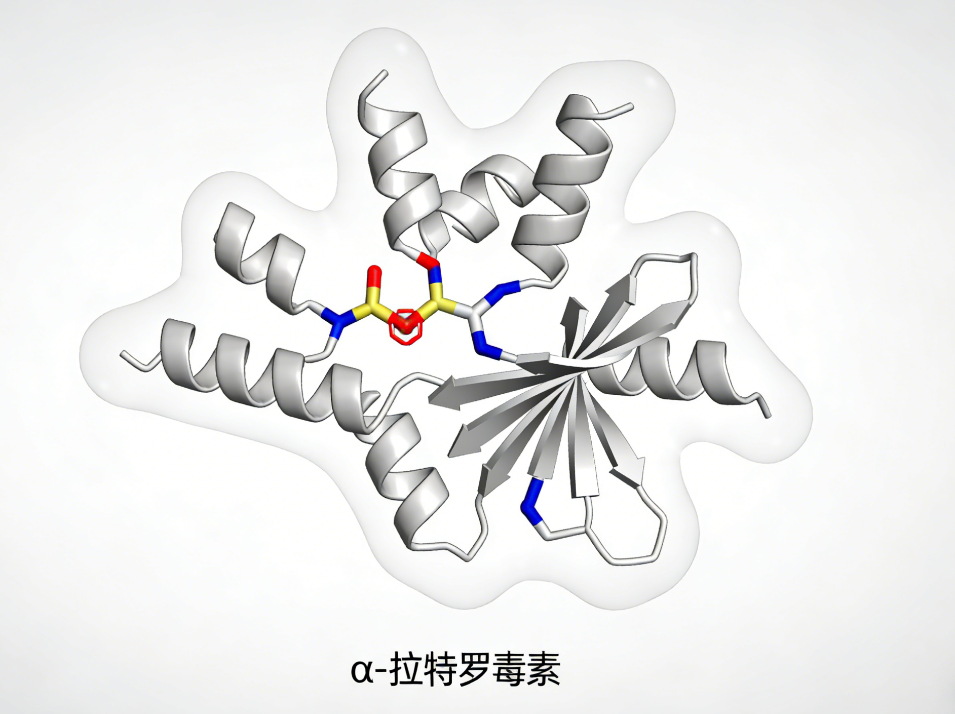 α- 拉特罗毒素：突触分泌研究核心工具