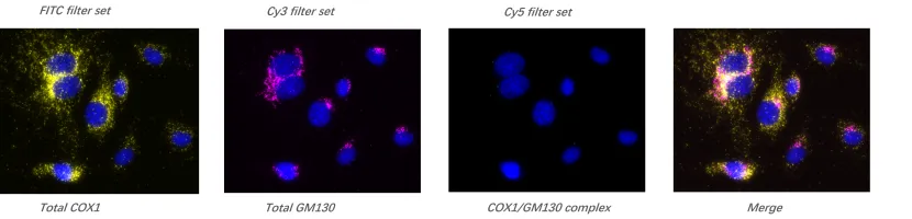 “不想等审稿人来问‘共定位怎么证明互作’？投稿前先备好PLA。