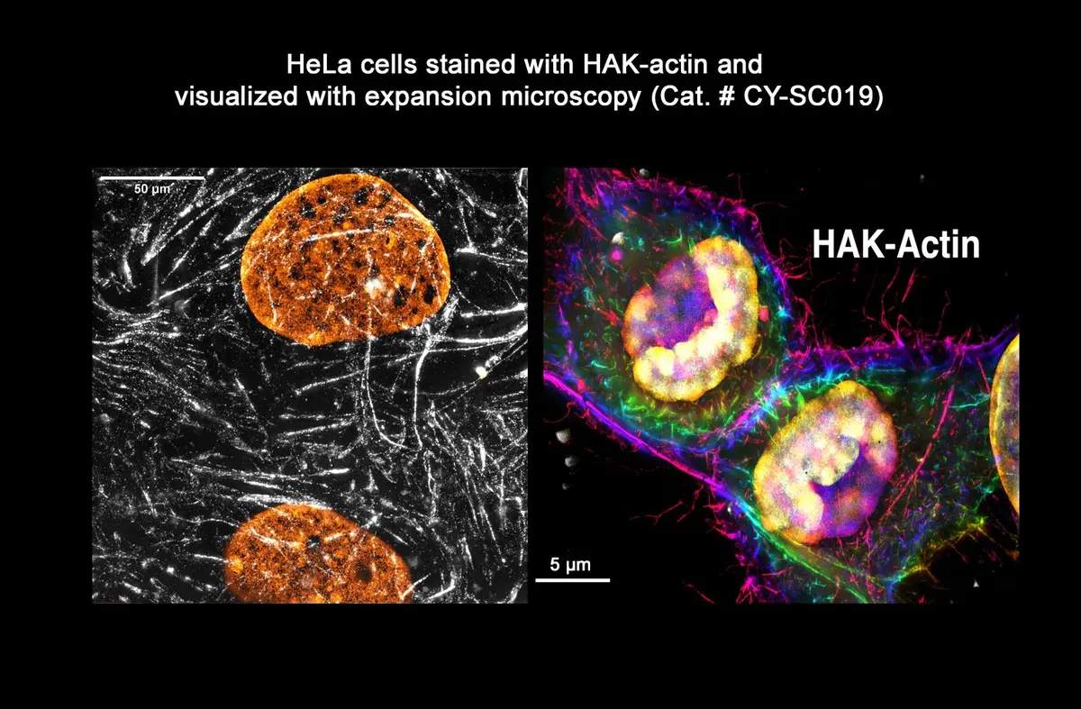 HAK - 肌动蛋白™ ExM 肌动蛋白超分辨成像探针