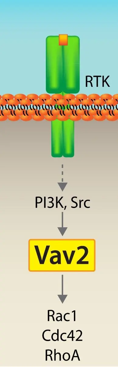 RasGRF1：兼具 Ras 与 Rho 激活功能的独特 GEF 蛋白