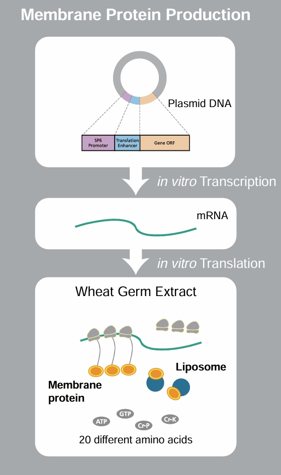 膜蛋白体：制备技术与科研应用指南