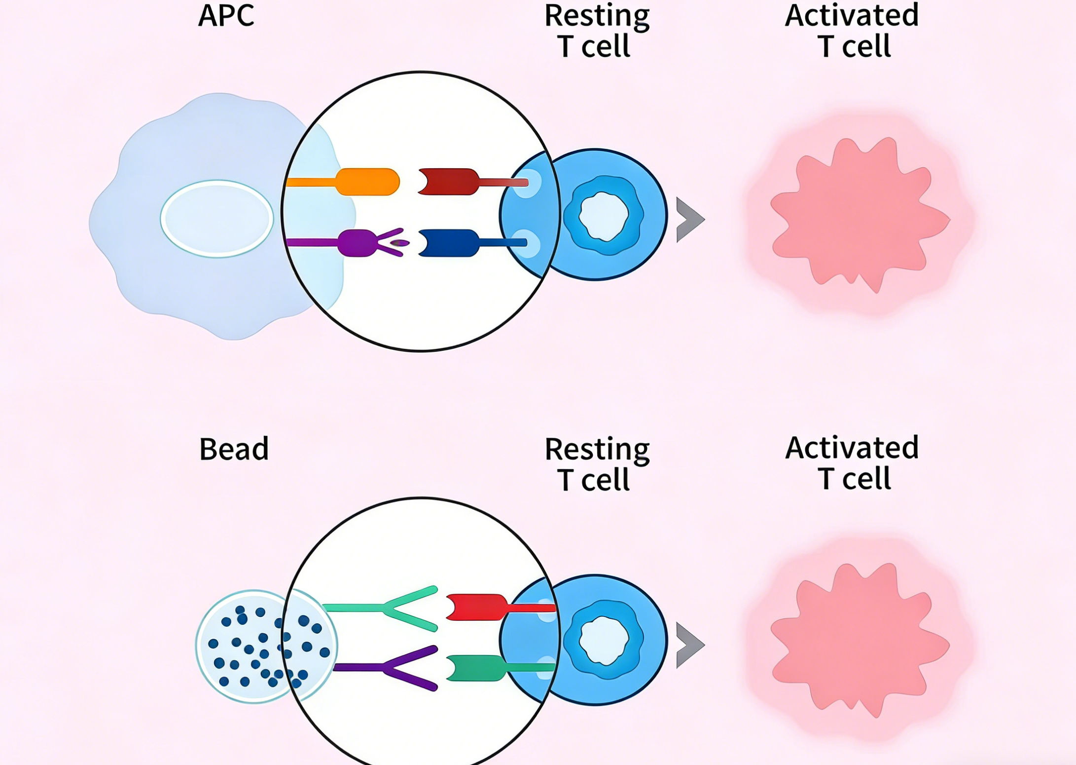 小鼠T细胞激活试剂盒技术原理与应用