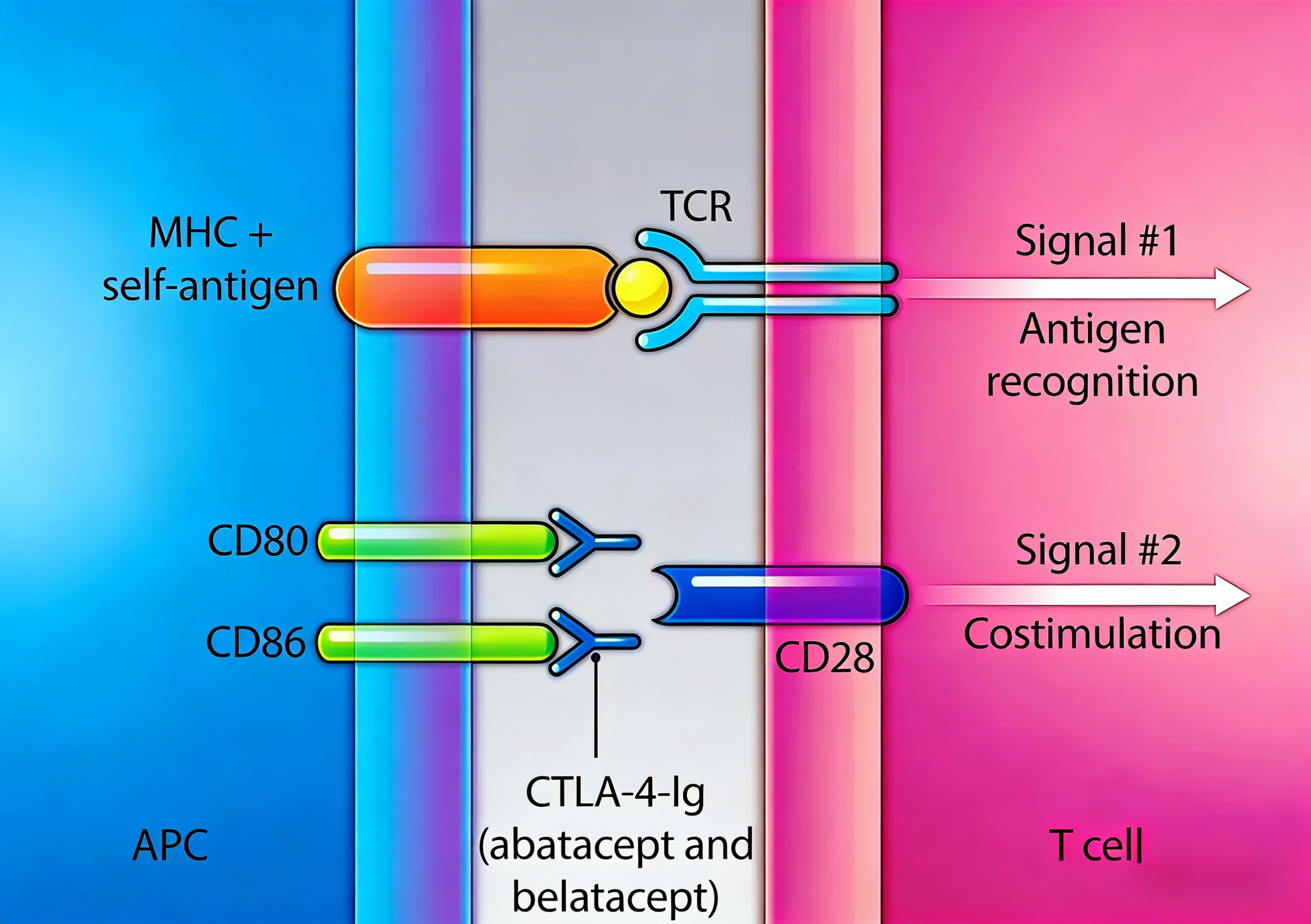 人T细胞激活试剂盒在细胞疗法中的应用