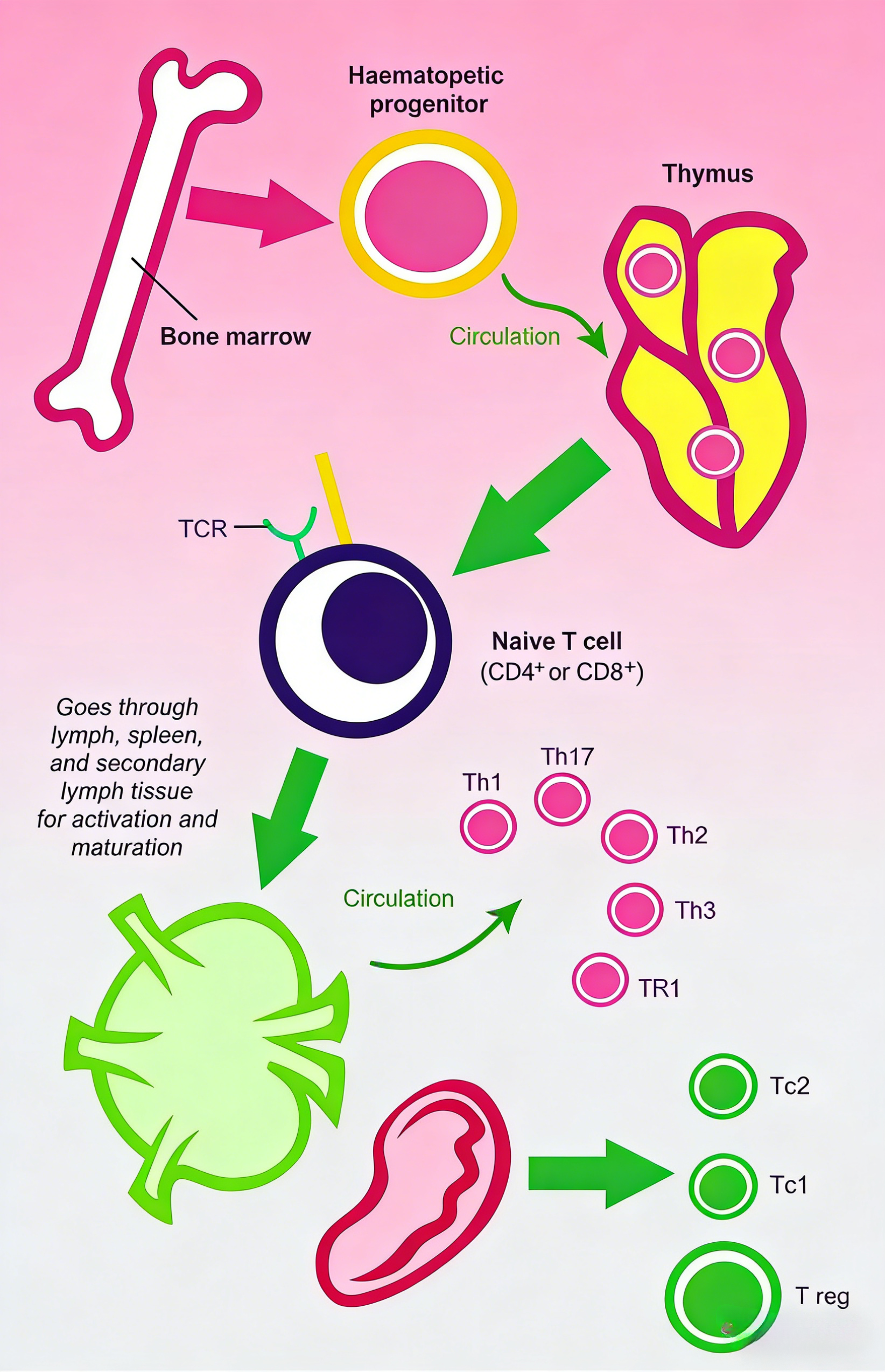 人Th1极化套装技术原理与应用